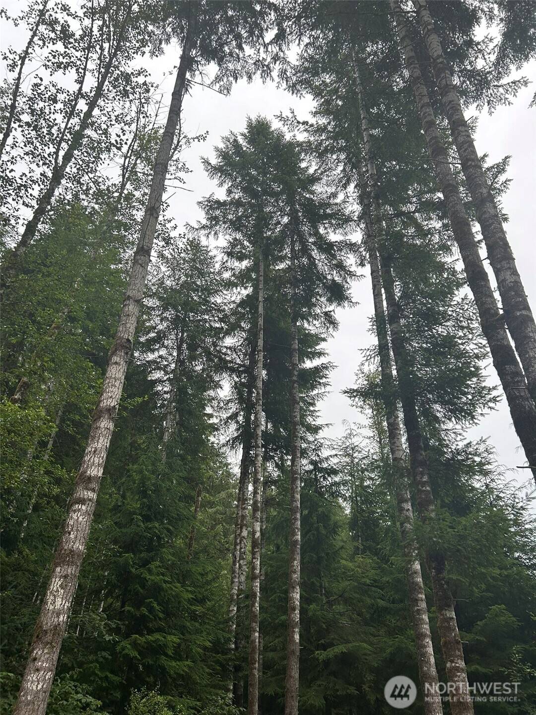 99 Highway 101, Amanda Park, WA 98526