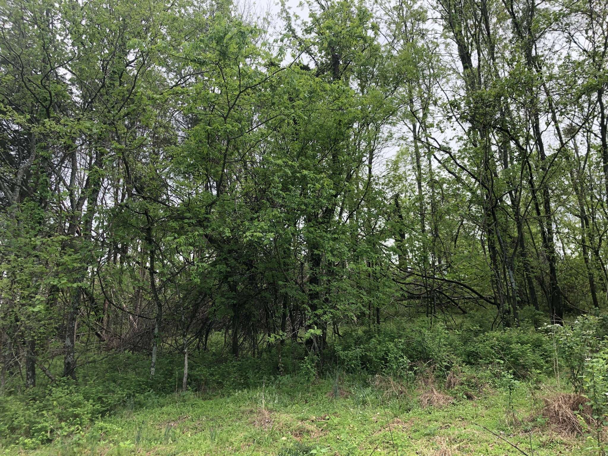 0 Old Highway 99, Columbia, TN 38401