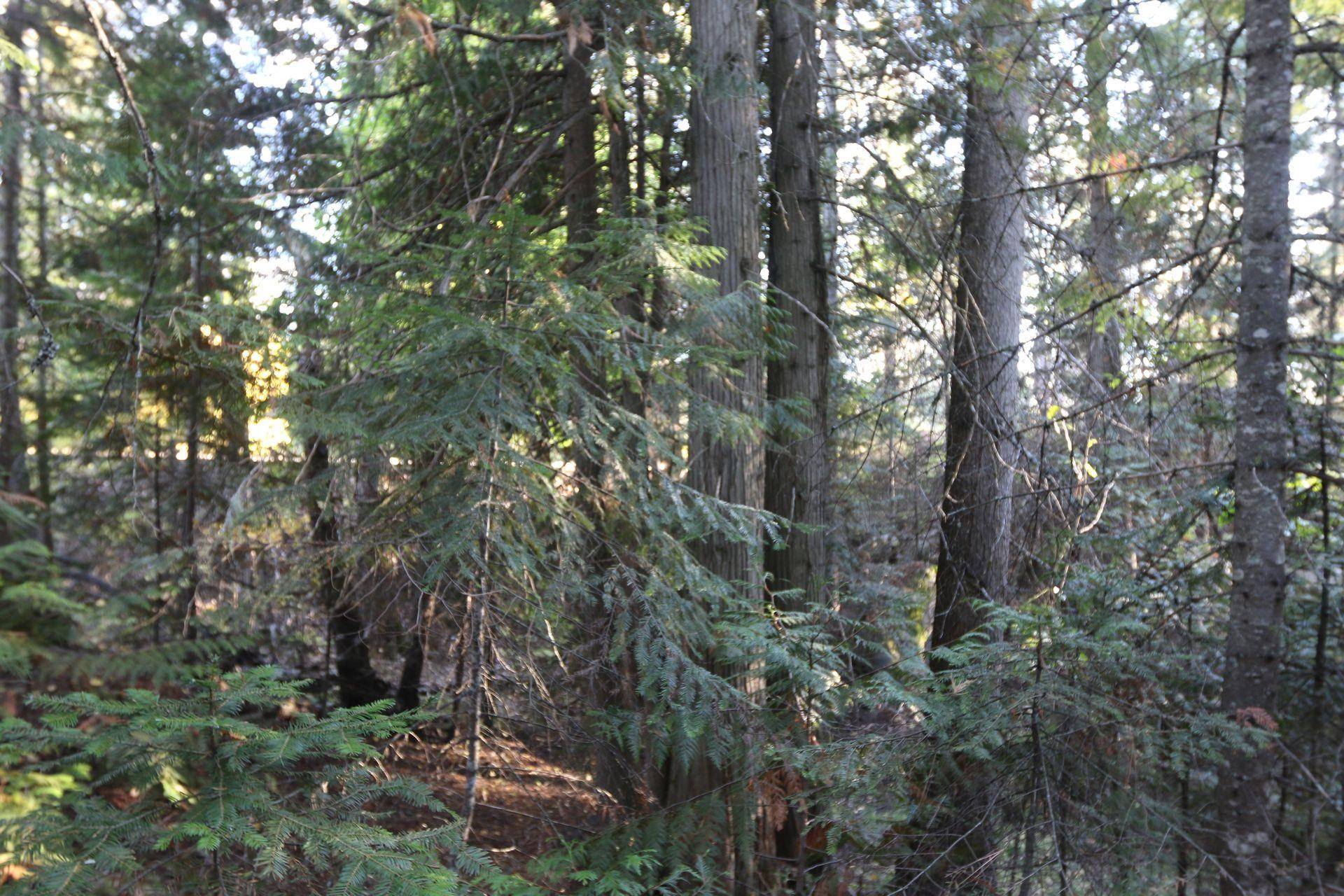 7289 Fertile Valley Rd, Newport, WA 99156