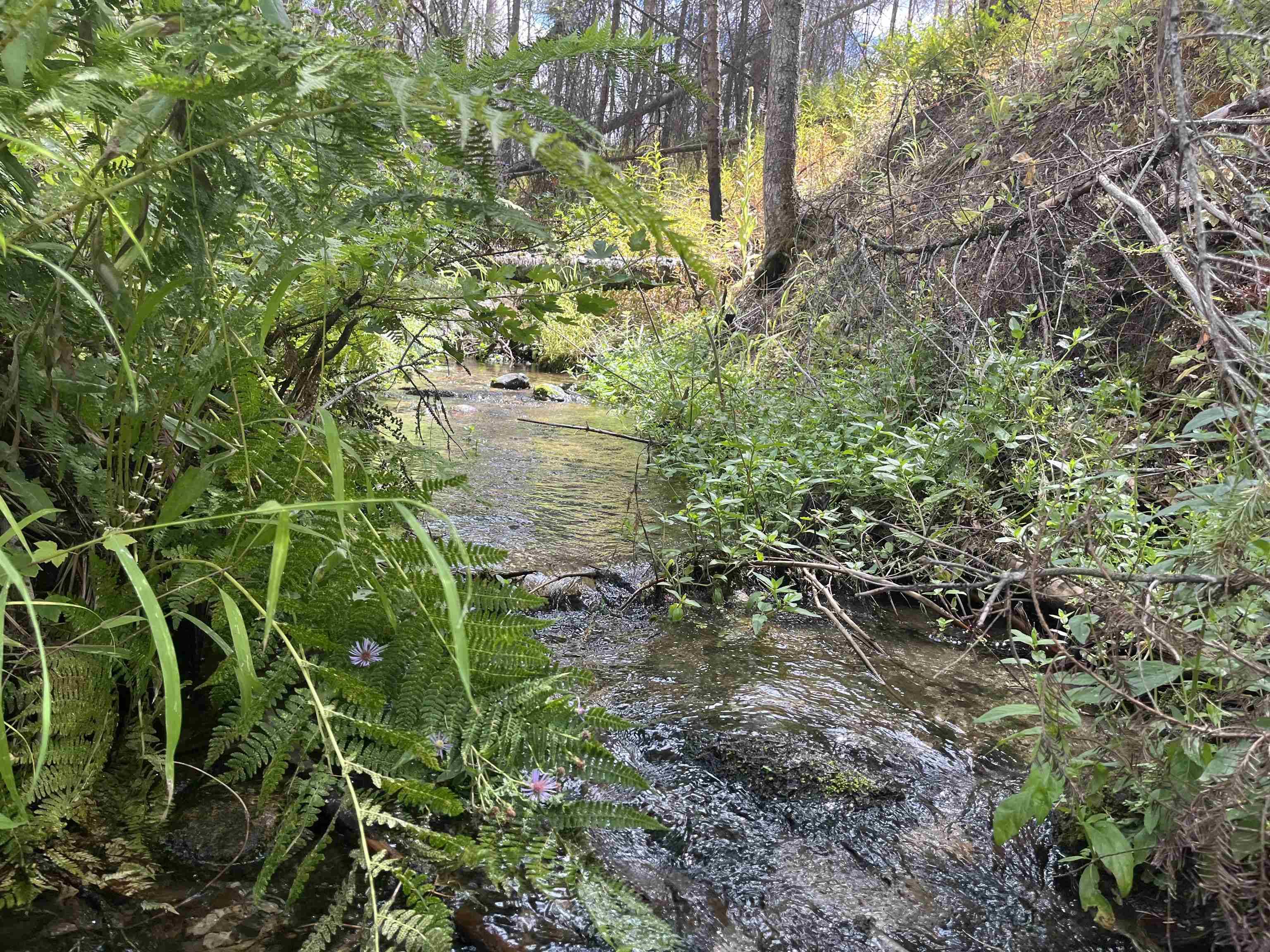 Lot 11 Rail Canyon Rd, Springdale, WA 99173