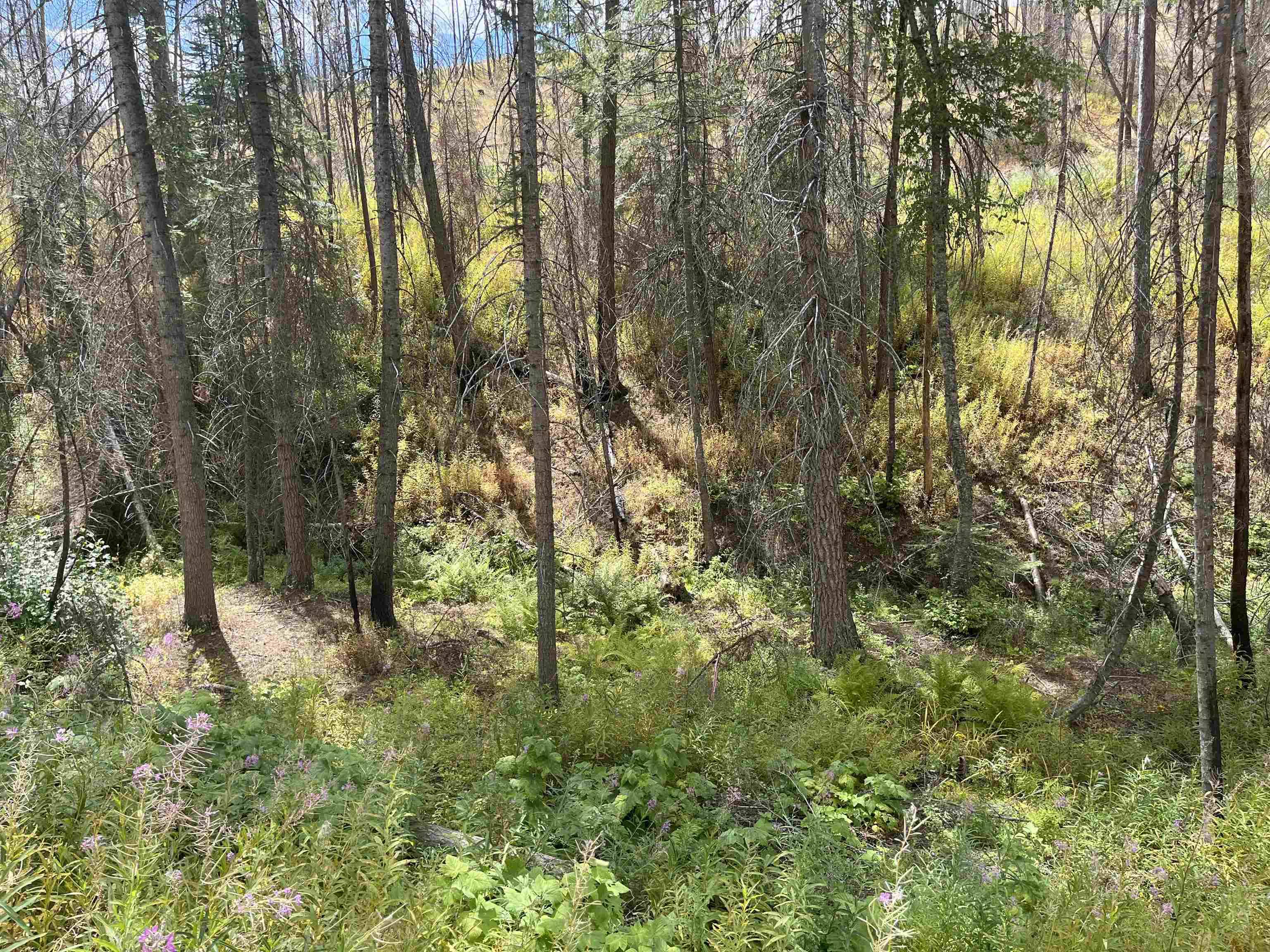Lot 11 Rail Canyon Rd, Springdale, WA 99173