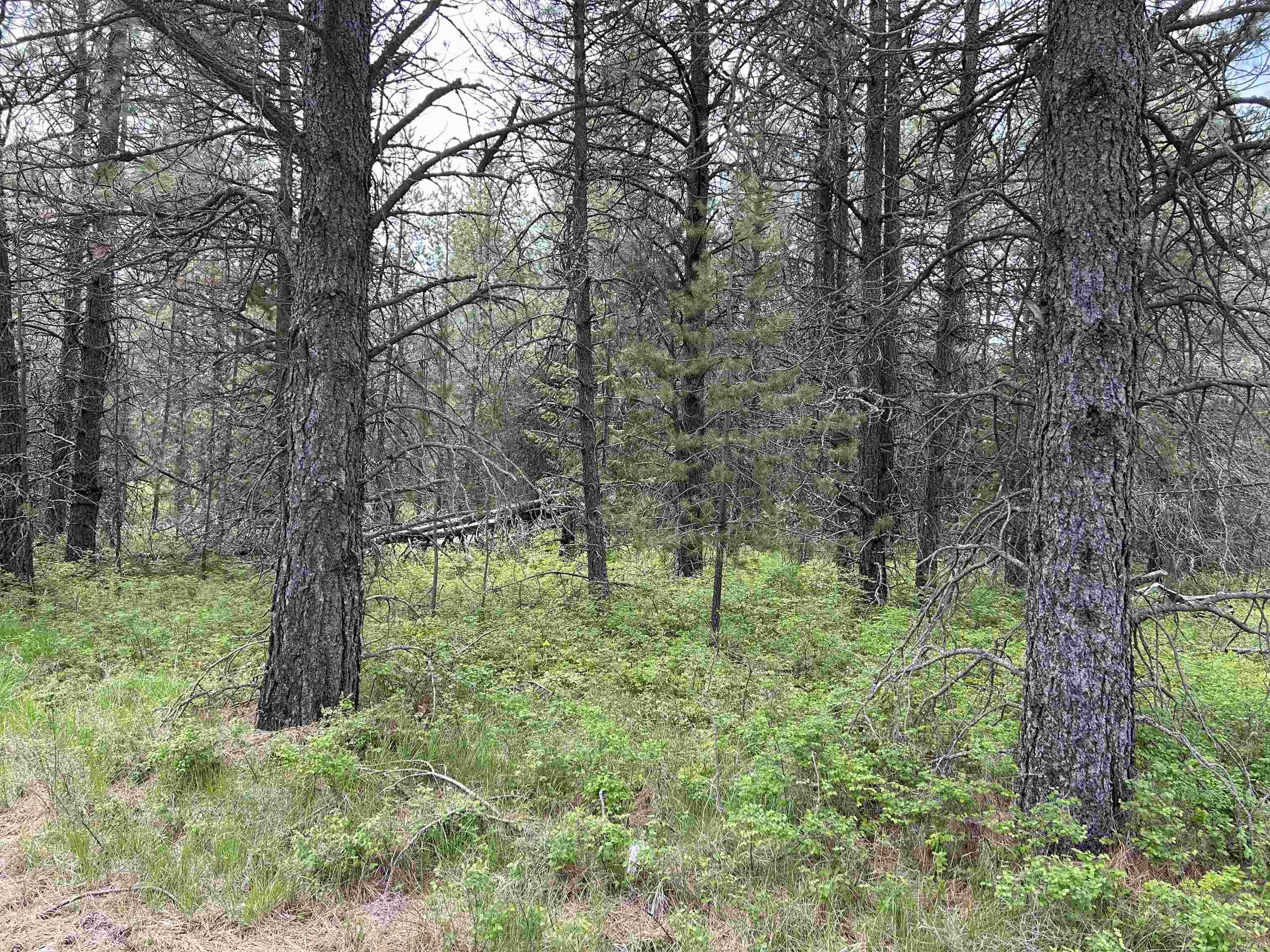 xxx N Division Rd, Deer Park, WA 99006
