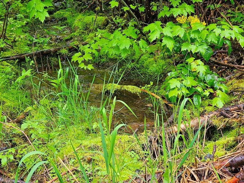 1895 TBD Blue Creek Rd, Addy, WA 99101-0000