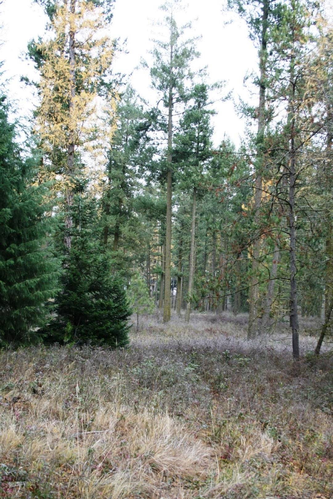 00 Dahl Lot 7 Rd #Lot 7, Deer Park, WA 99006