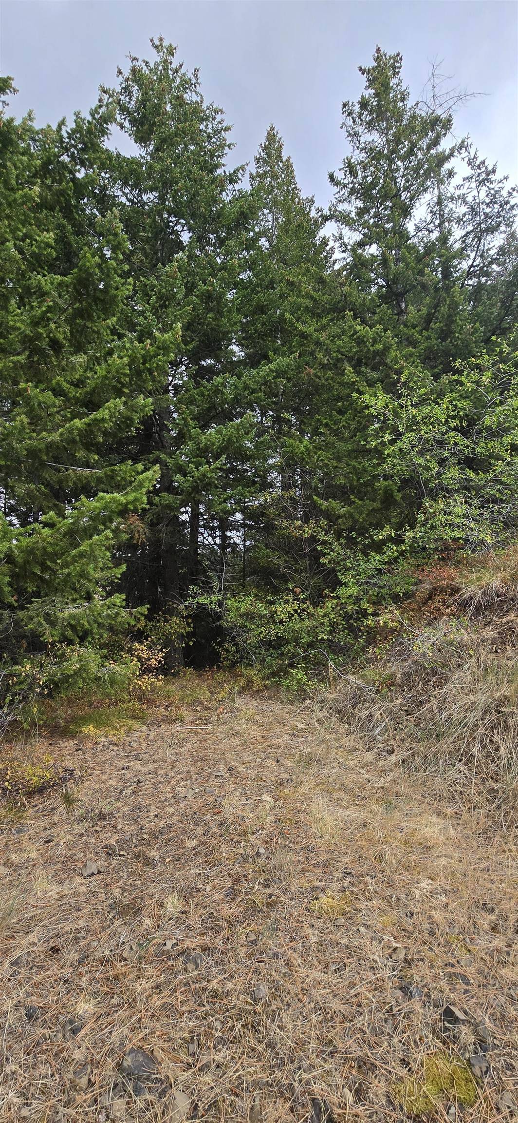 30 Acres on Biscuit Ridge Rdg, Other, WA 99361