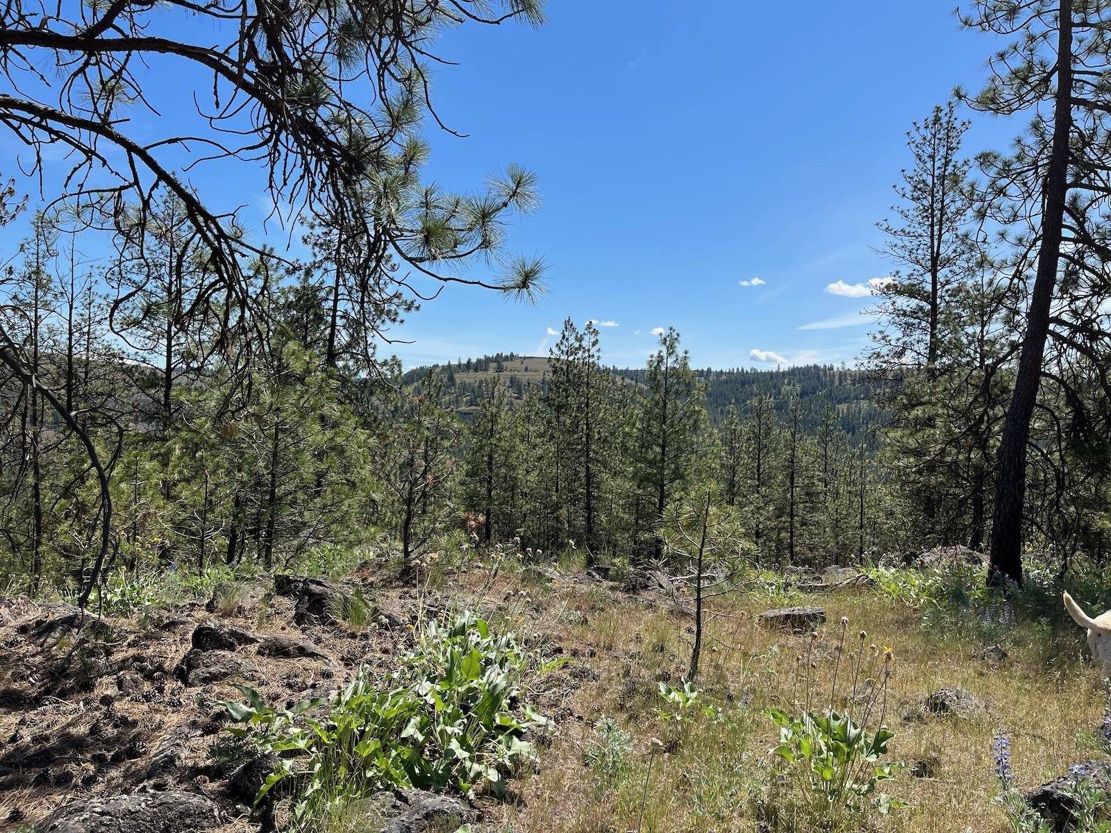Wapiti 3 Bob White Ln, Davenport, WA 99122