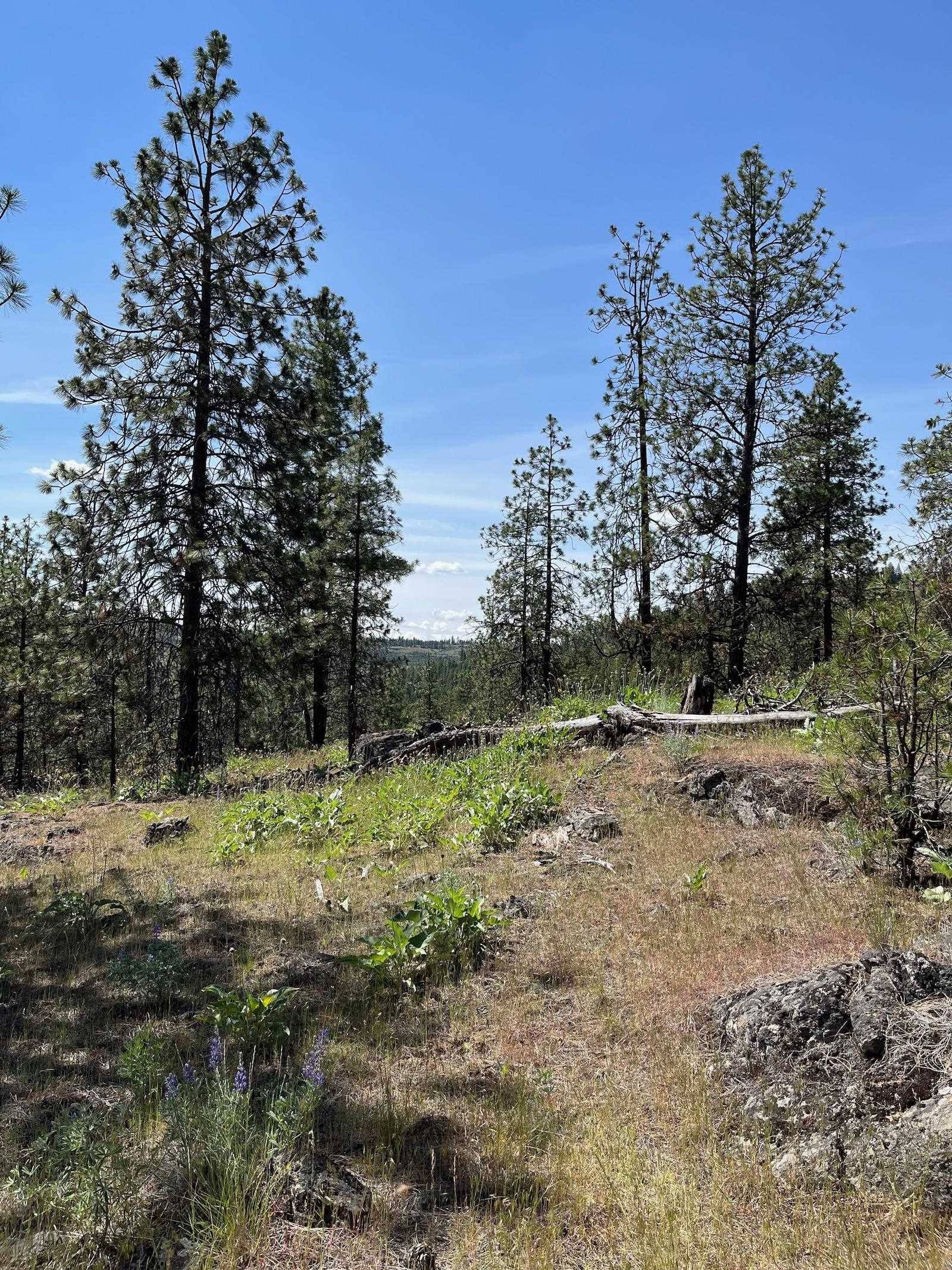 Wapiti 3 Bob White Ln, Davenport, WA 99122