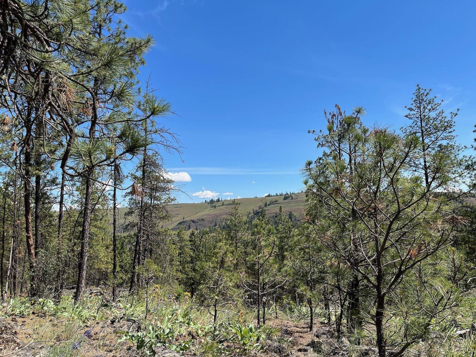 Wapiti 3 Bob White Ln, Davenport, WA 99122