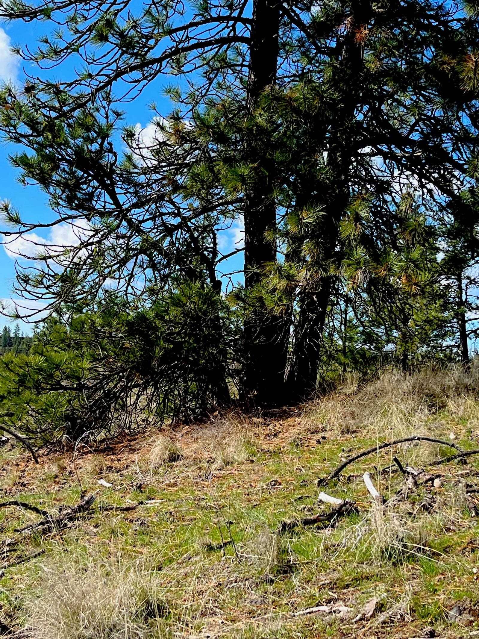34430 Partridge N Ln, Davenport, WA 99122