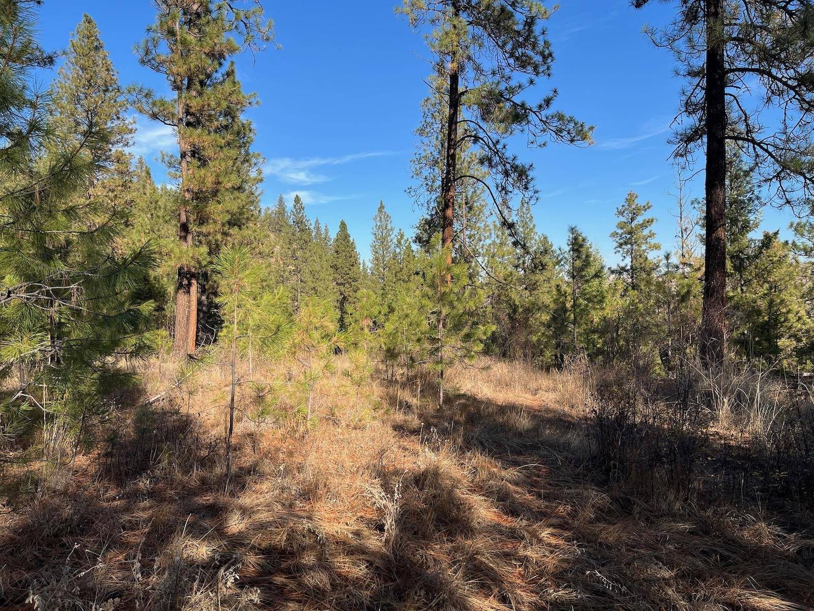 Lot 2 Wapiti Bobwhite Ln, Davenport, WA 99122