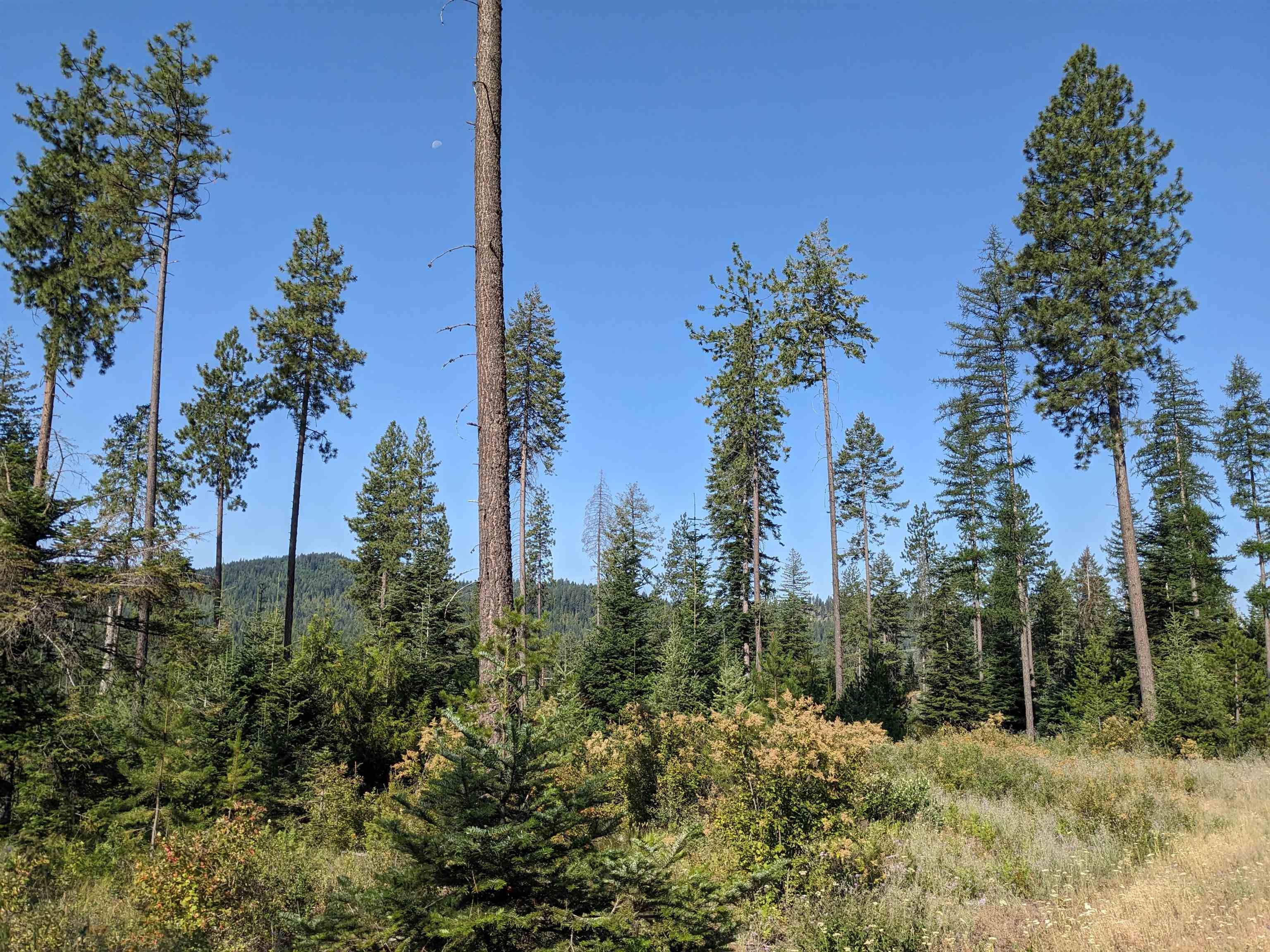 NKN Lot 2 Veit Rd, Newport, WA 99156