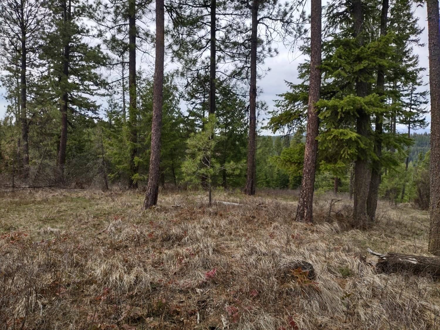 xx Lyons Hill Rd, Springdale, WA 99173