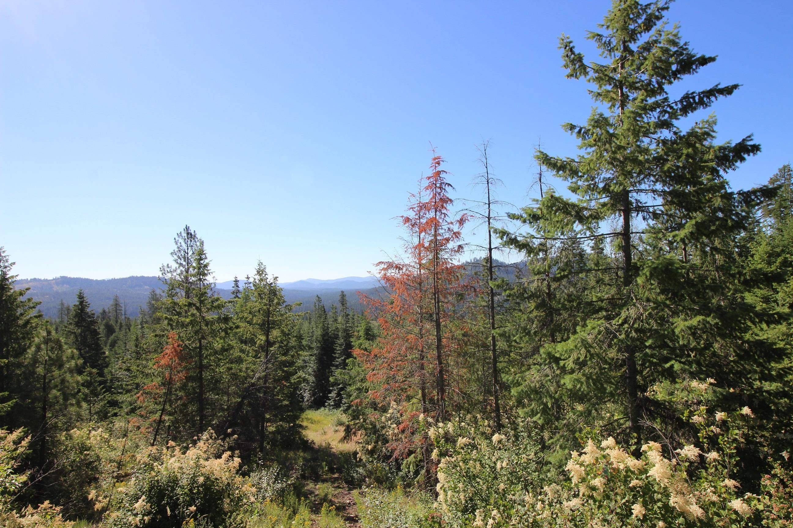 XXX Buck Creek Rd, Newport, WA 99156