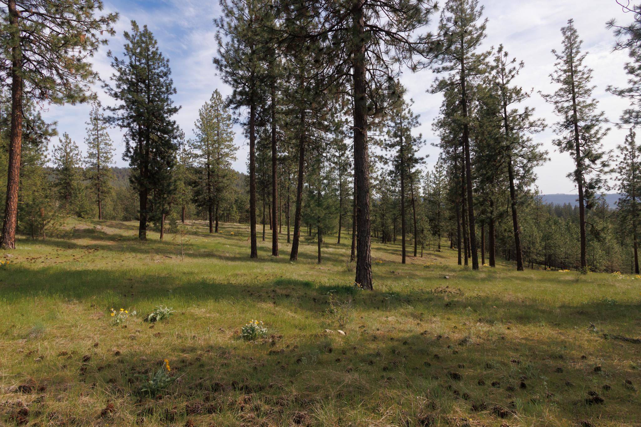 TBD N Corkscrew Canyon Rd #Parcel A, Tumtum, WA 99013
