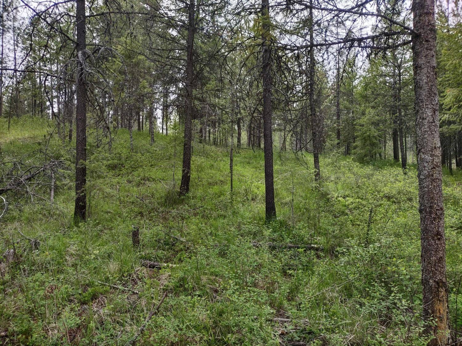 X E Jump Off Rd #Lot 1, 61.45 acres, Valley, WA 99181