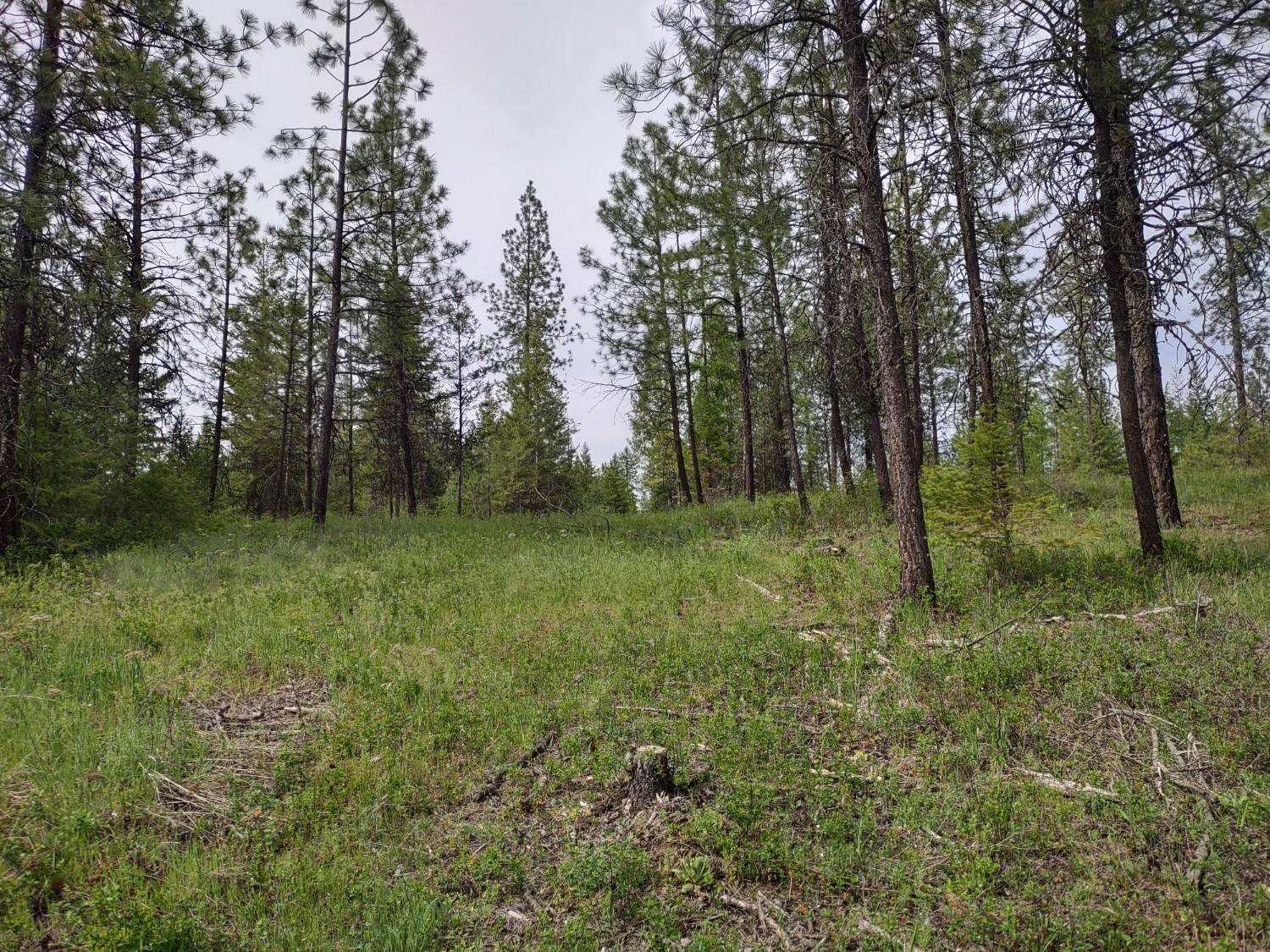 X E Jump Off Rd #Lot 1, 61.45 acres, Valley, WA 99181