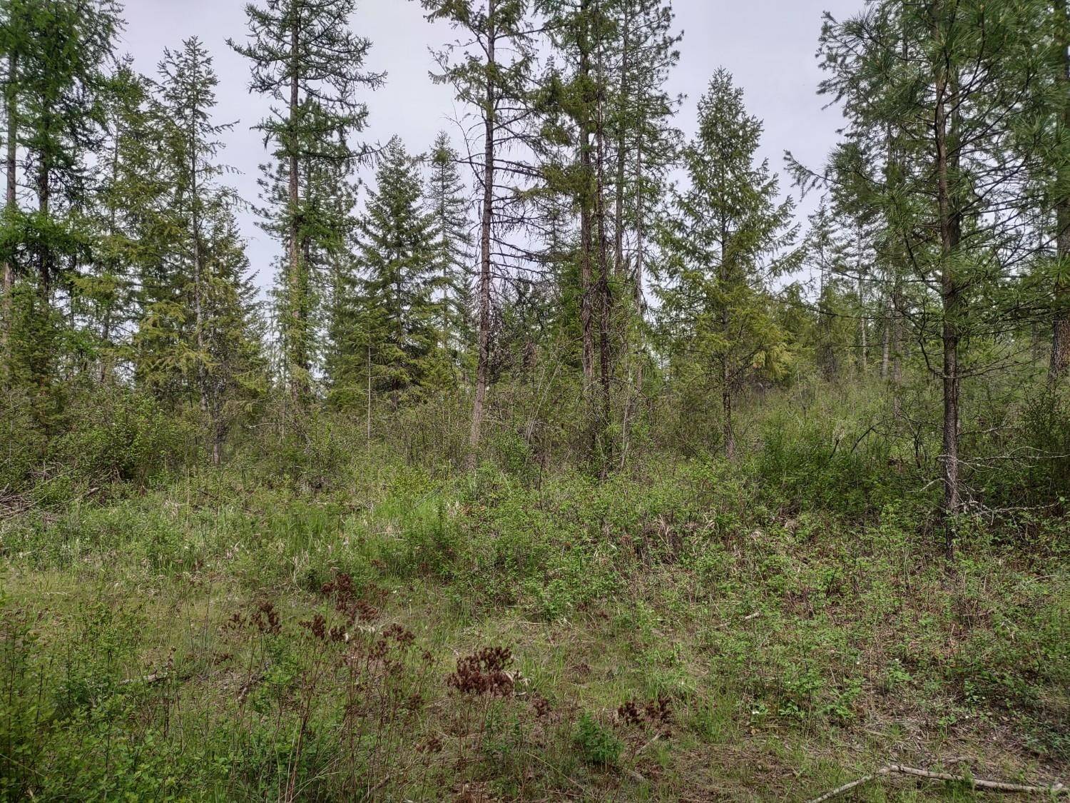 X E Jump Off Rd #Lot 1, 61.45 acres, Valley, WA 99181