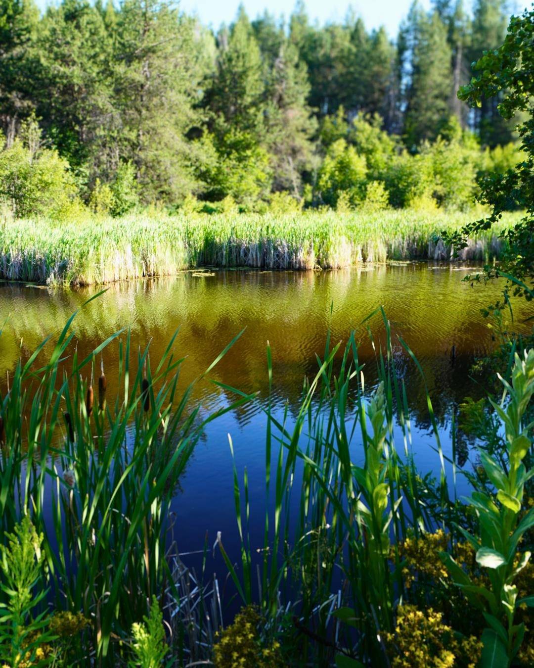 NKA Pines Rd, Newport, WA 99156