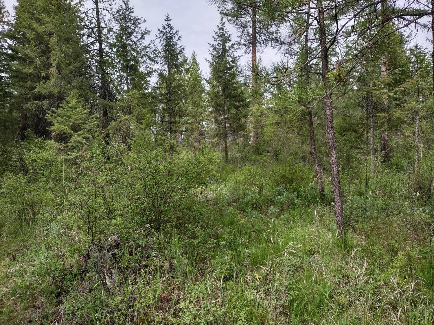 XXX E Jump Off Rd #125 acres, Valley, WA 99181