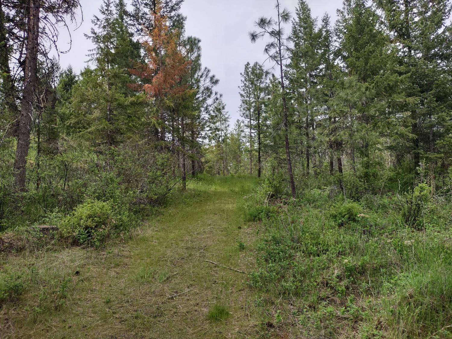 XXX E Jump Off Rd #125 acres, Valley, WA 99181