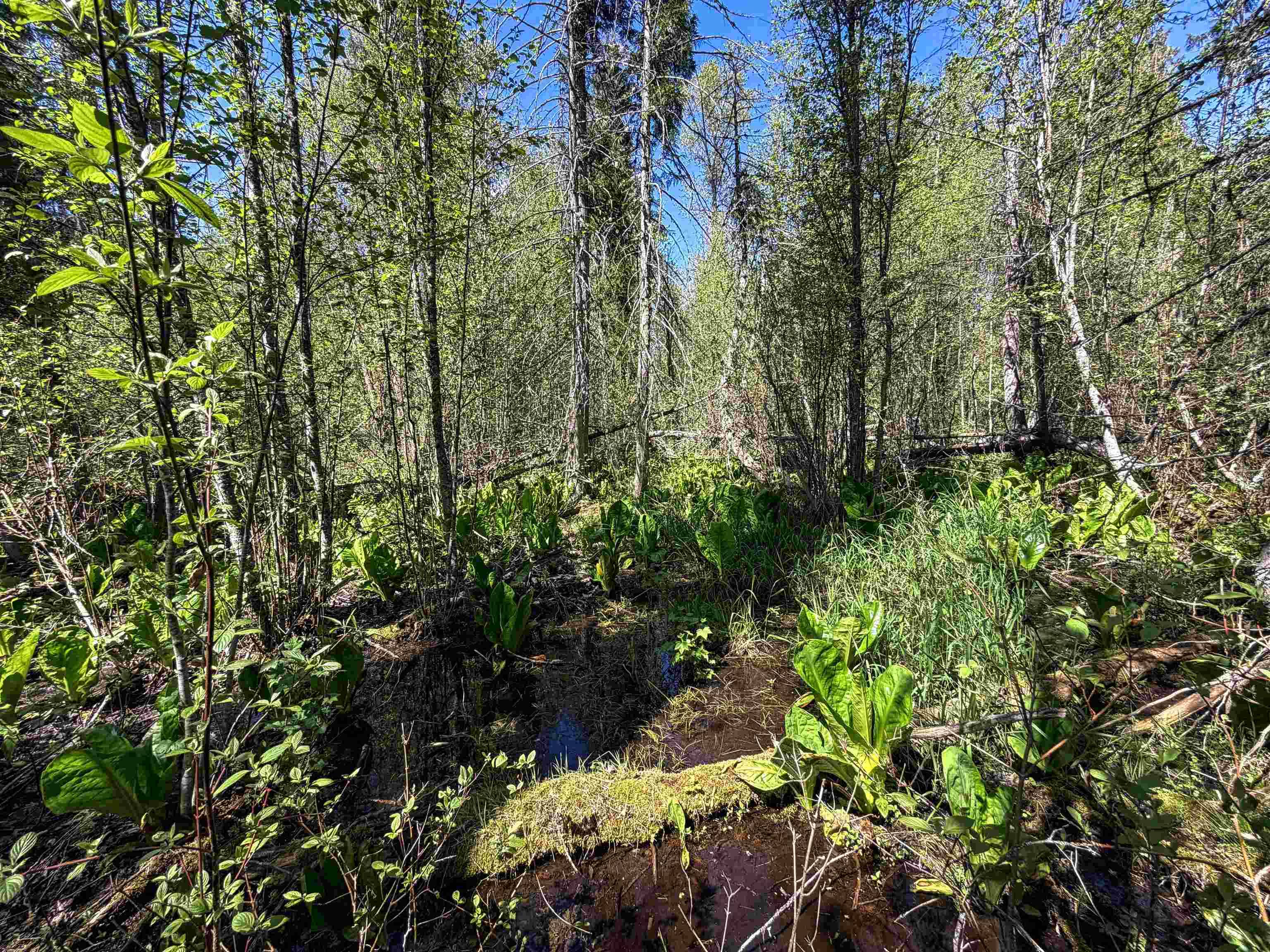3499-TBD Waitts Lake South Rd, Valley, WA 99181