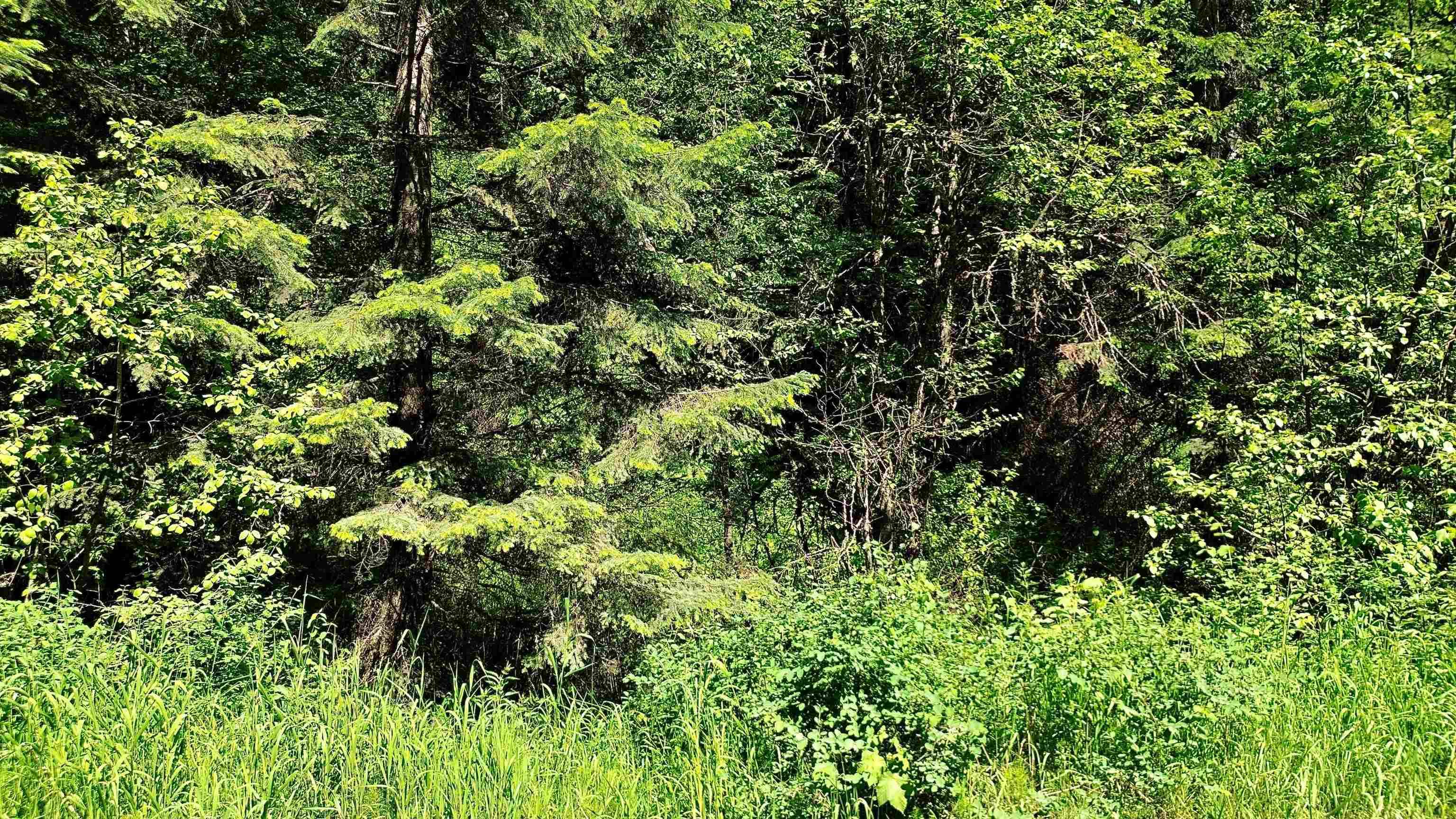 NNA McCloud Creek Rd, Newport, WA 99156