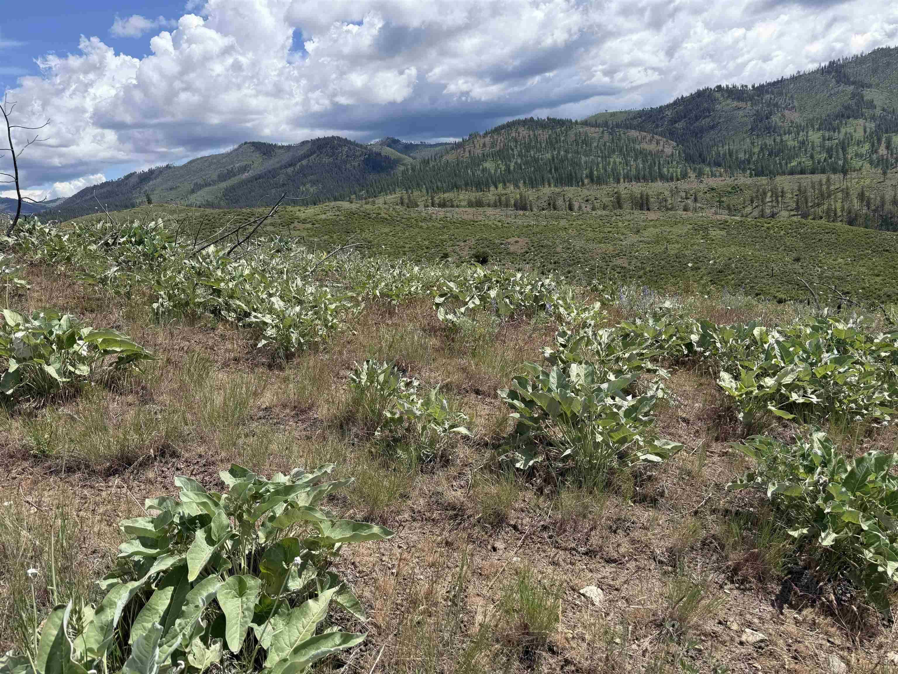TBD Coyote Canyon Rd, Fruitland, WA 99129