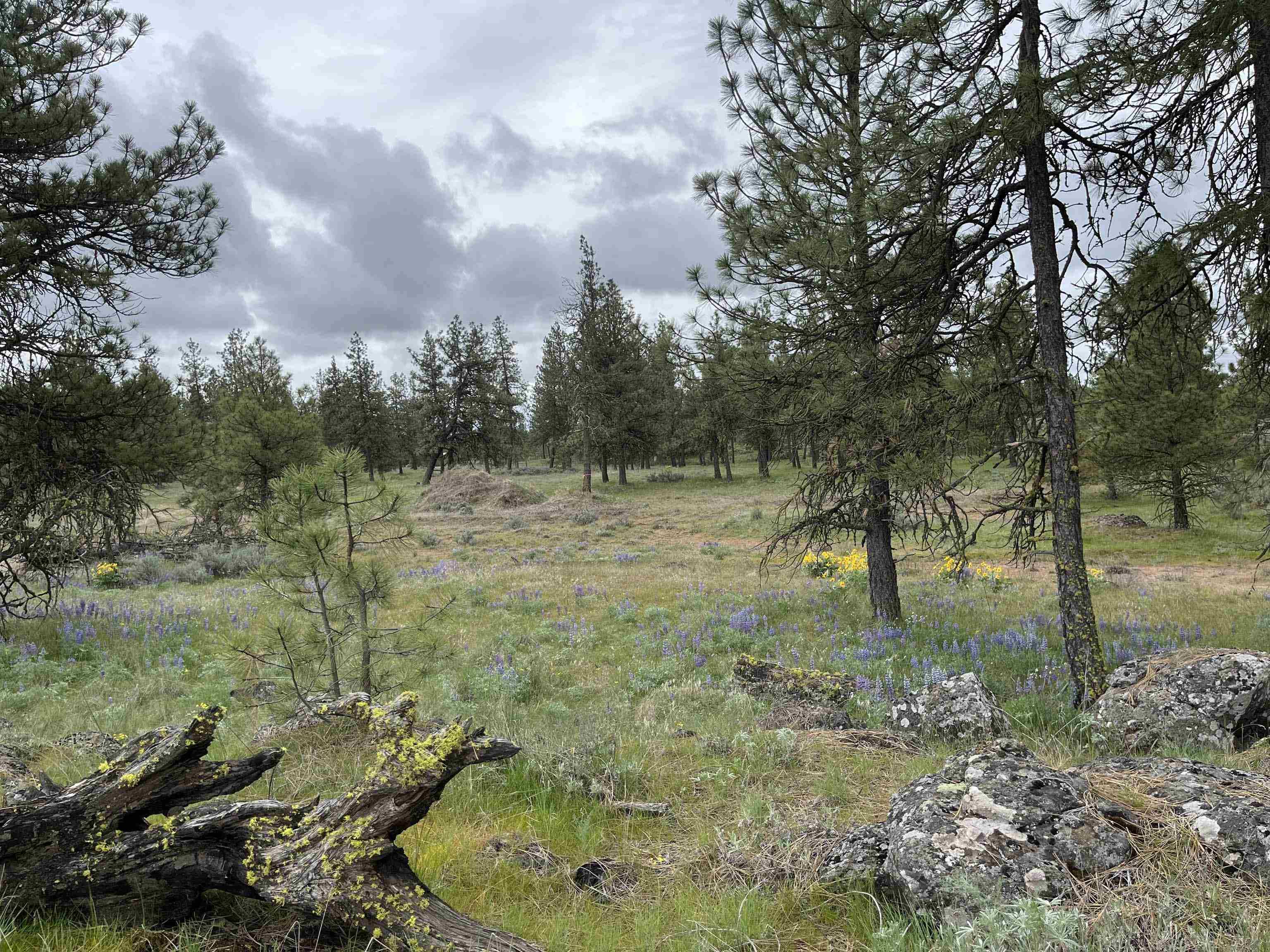 21301 S Harrison Rd, Cheney, WA 99008