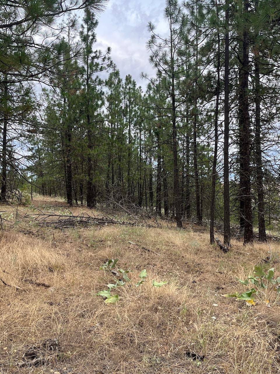 31676 Sontag Ridge E Dr, Davenport, WA 99122