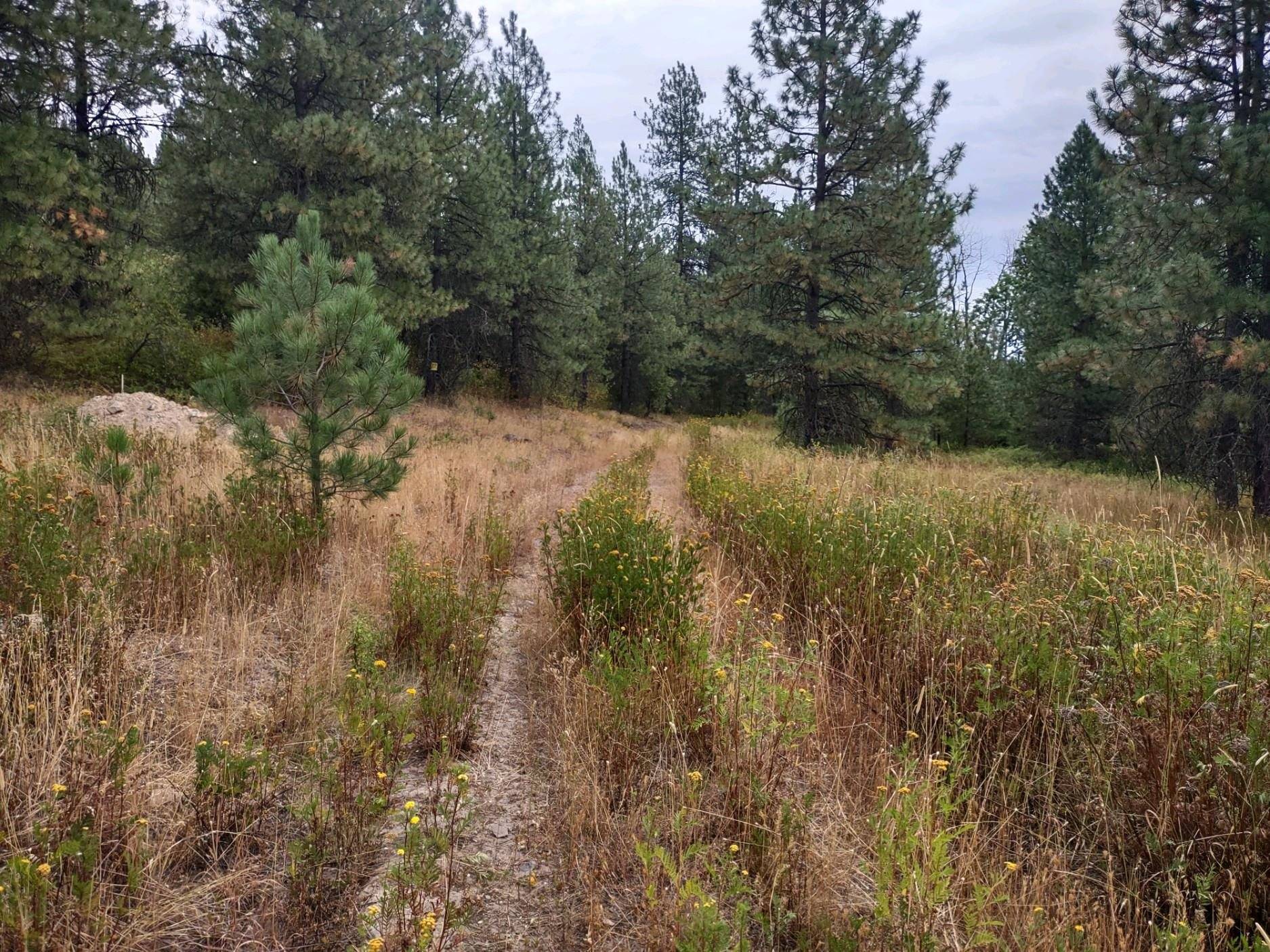 XX Little Sweden Rd #Lot D, Valley, WA 99181