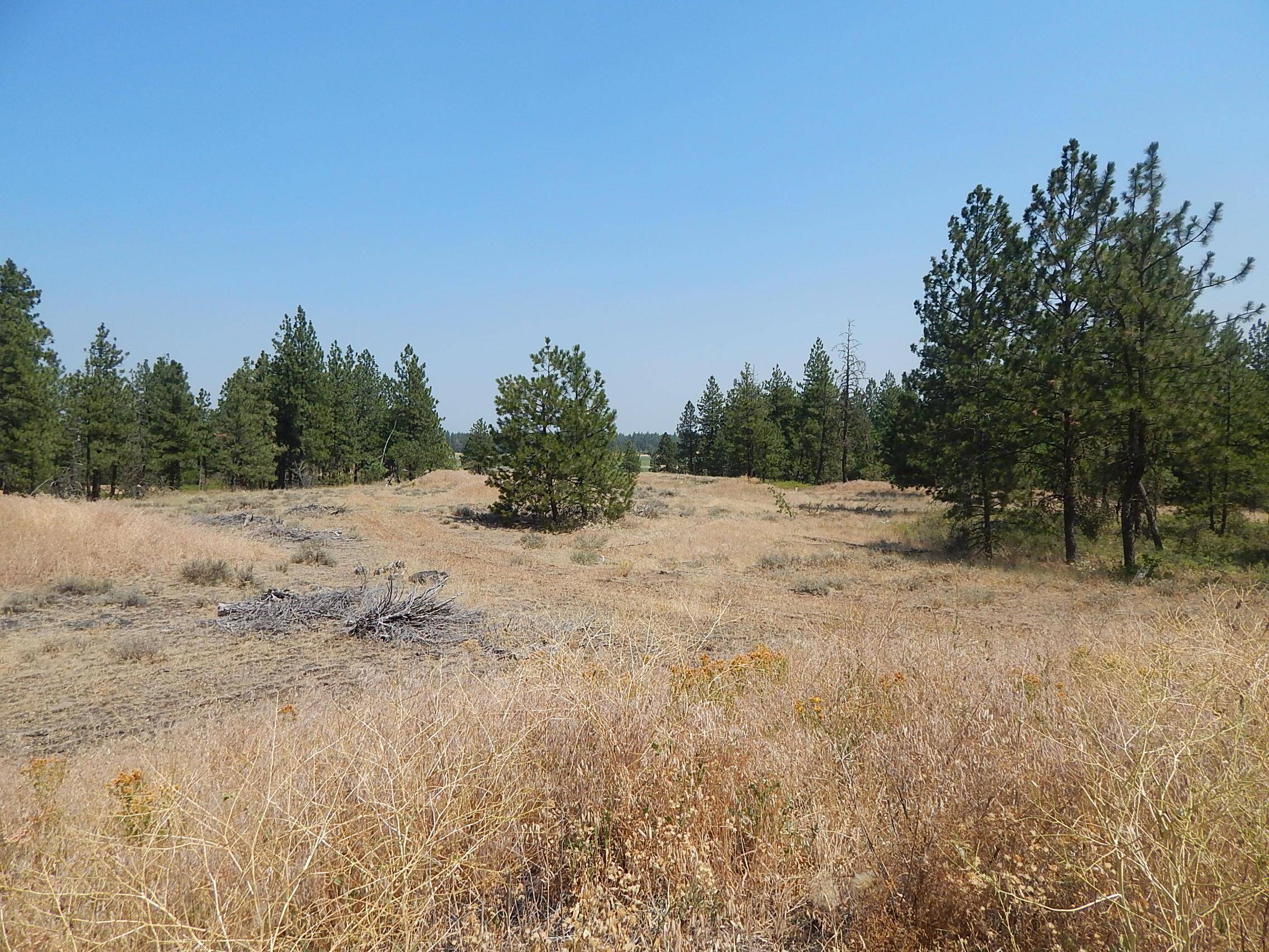 249014 W Kitt Rd, Reardan, WA 99029