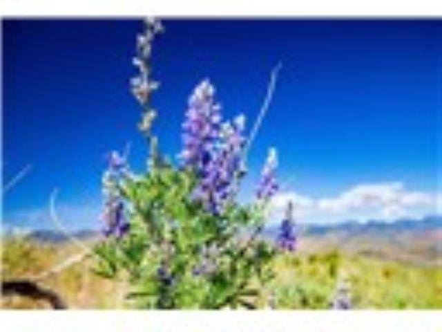 xxx Sawtooth View Rd, Methow, WA 98834