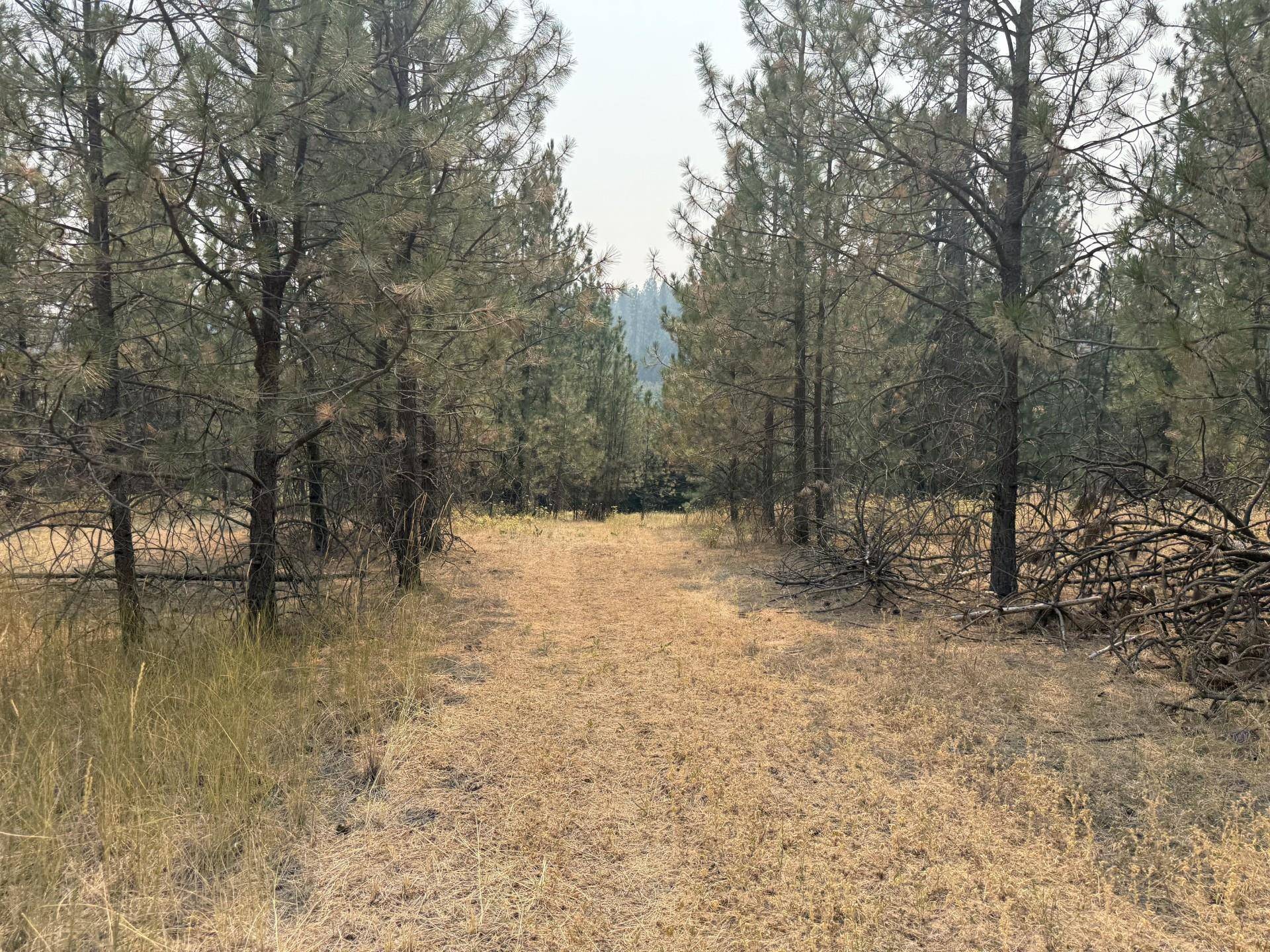 119XX S Spruce Tree Ln, Mica, WA 99023