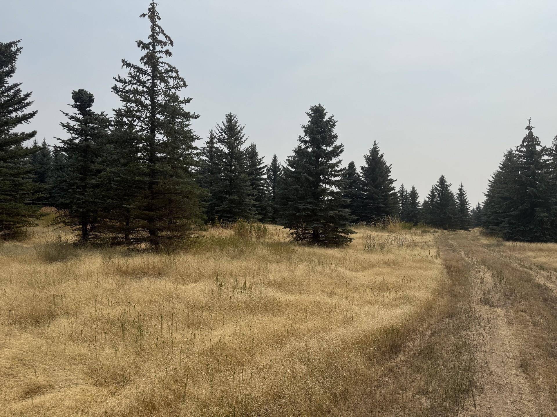 119XX S Spruce Tree Ln, Mica, WA 99023