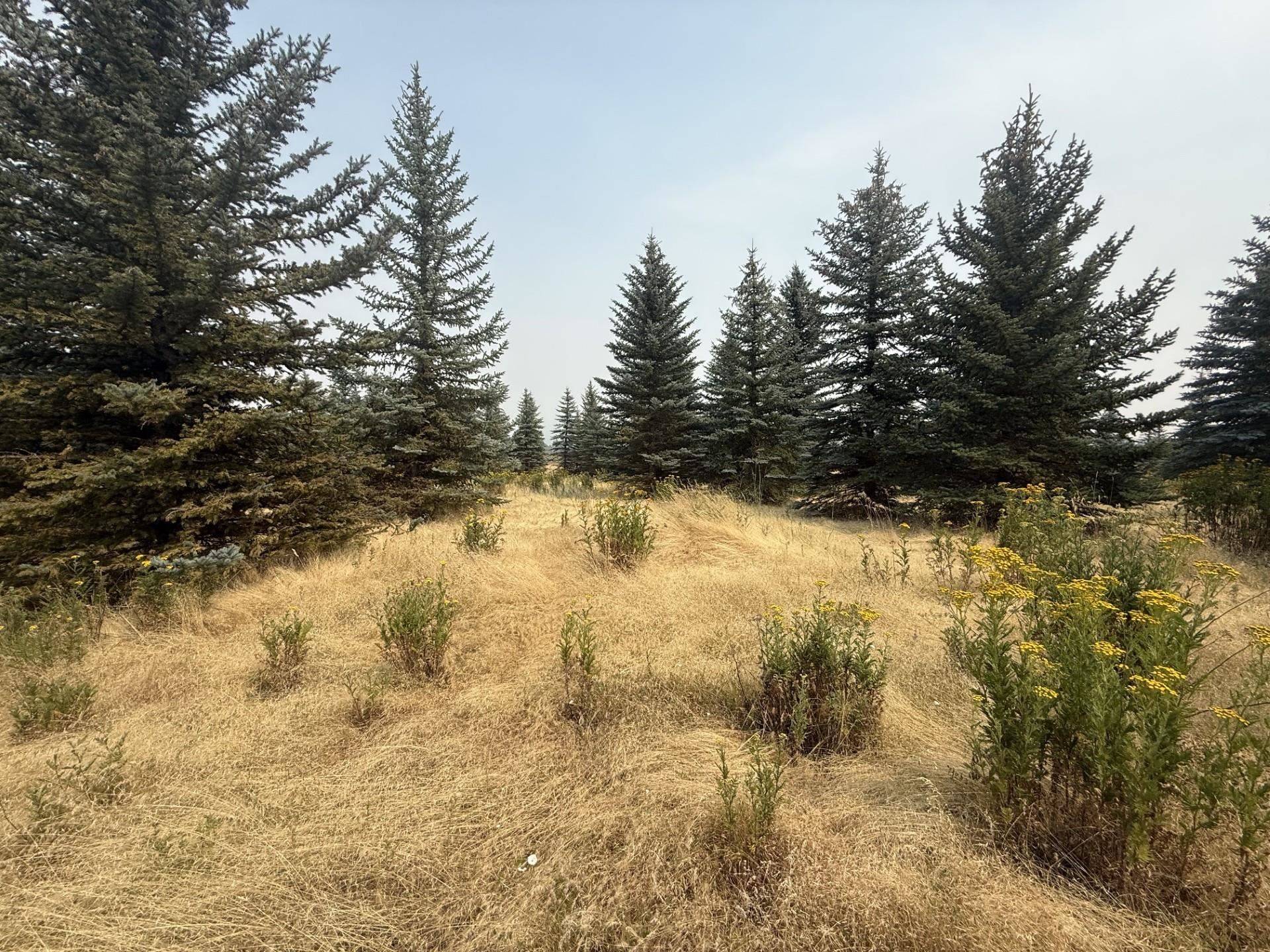 13XXX E Gibbs Rd, Mica, WA 99023