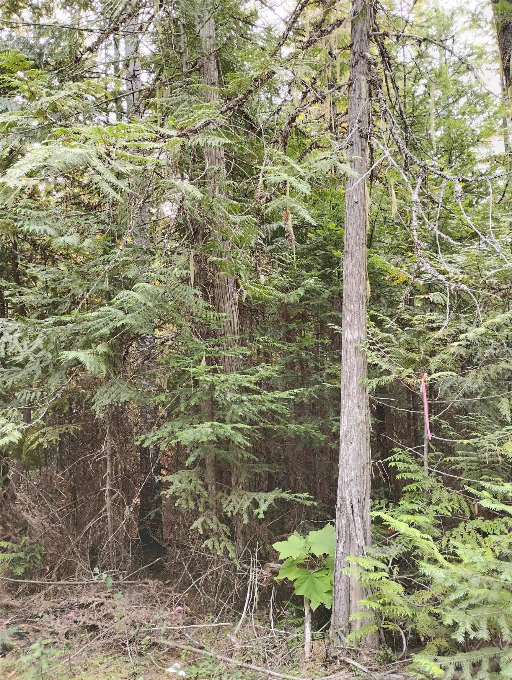 589 Scheller Ln, Usk, WA 99180