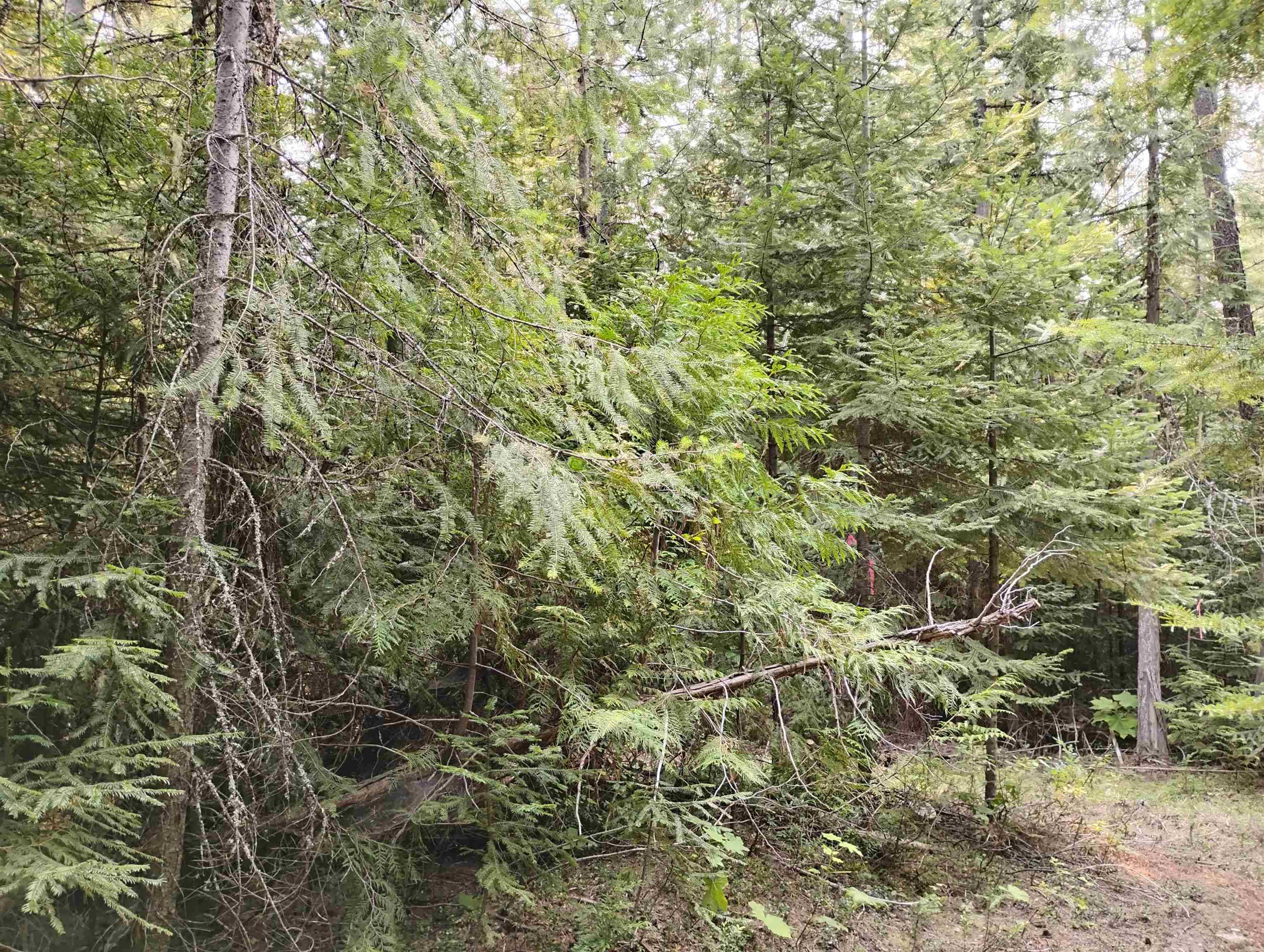 589 Scheller Ln, Usk, WA 99180