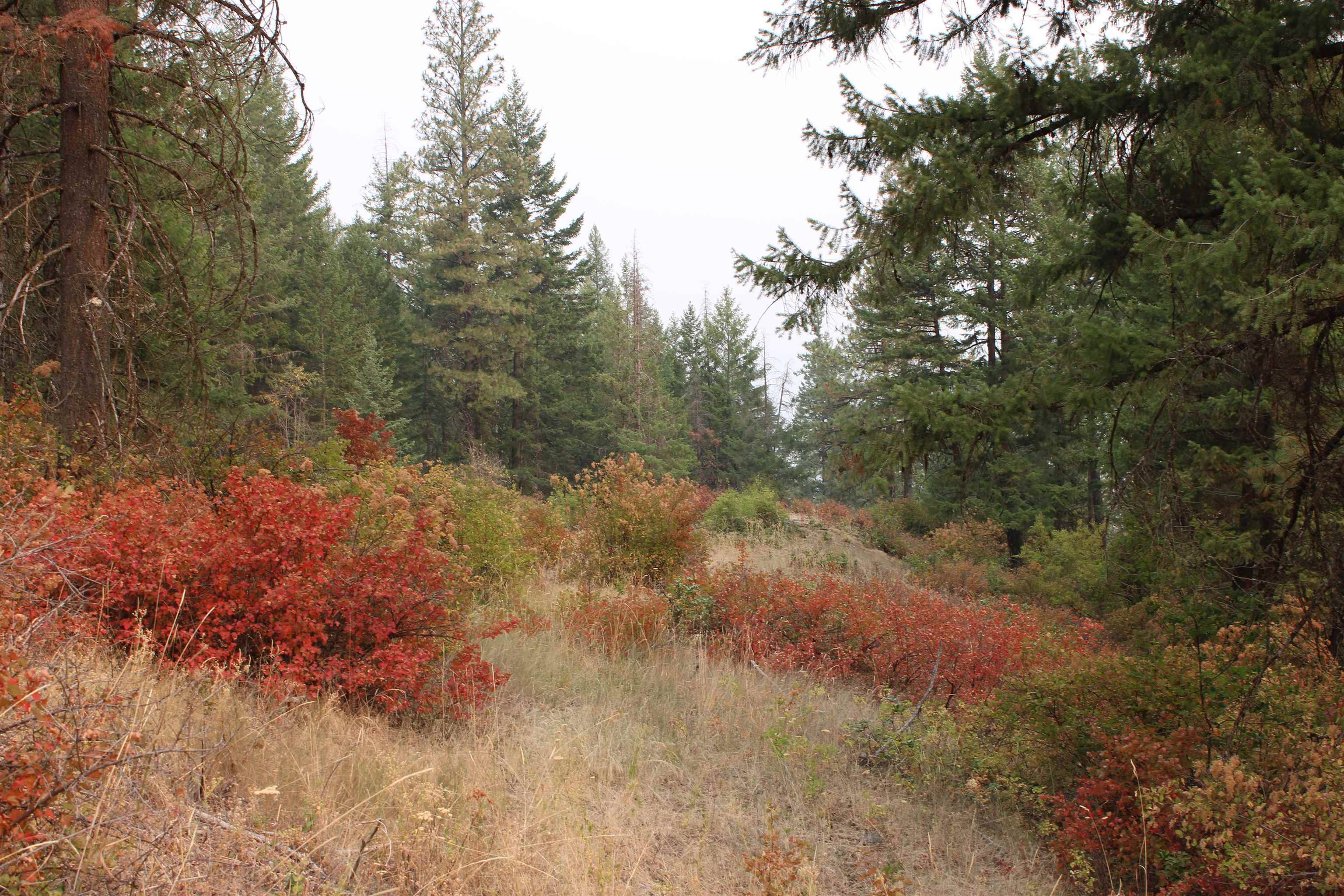 NKA Pine Rose (Lot 2) WAY, Chewelah, WA 99109