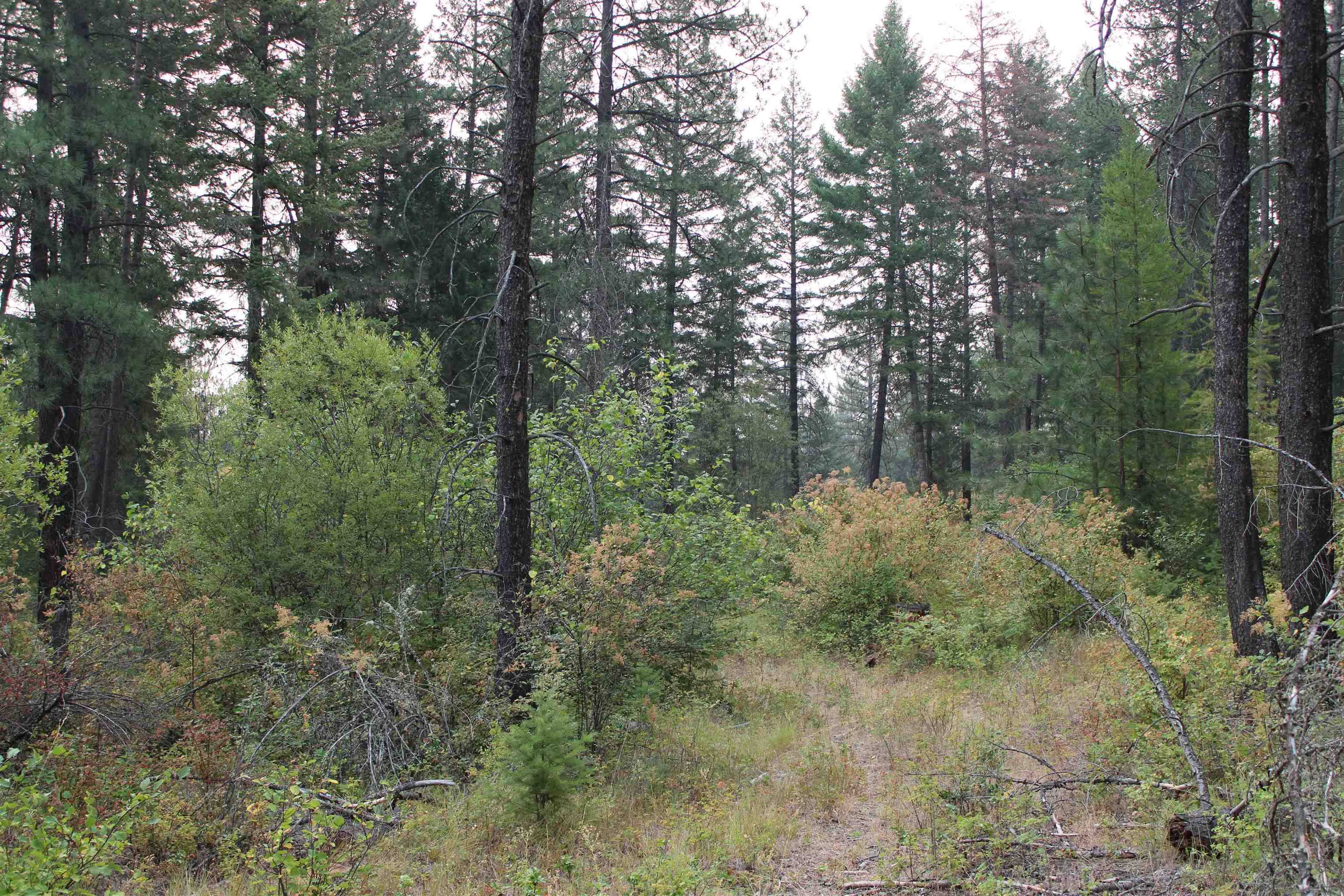 NKA Pine Rose (Lot 3) WAY, Chewelah, WA 99109