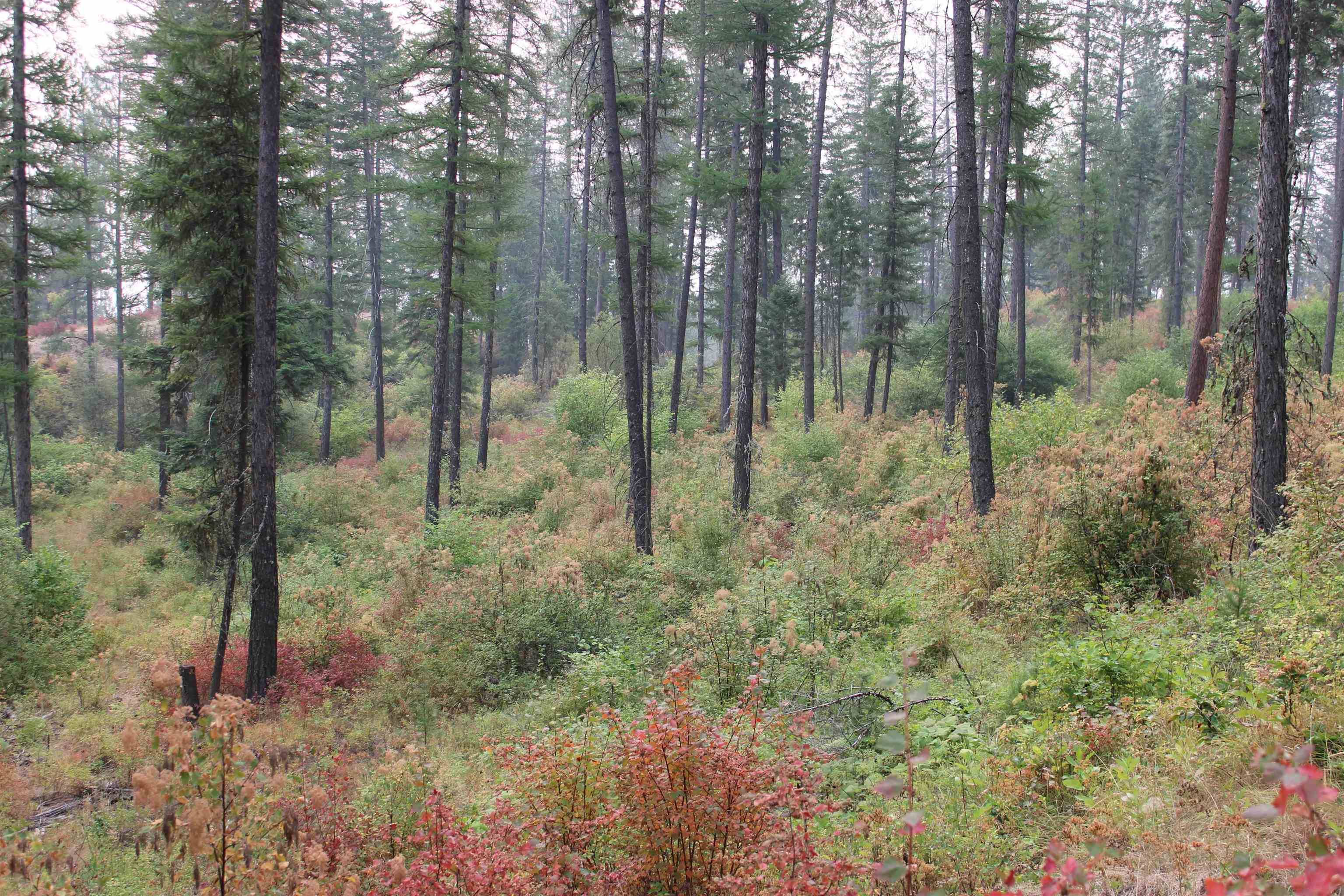 NKA Pine Rose (Lot 3) WAY, Chewelah, WA 99109