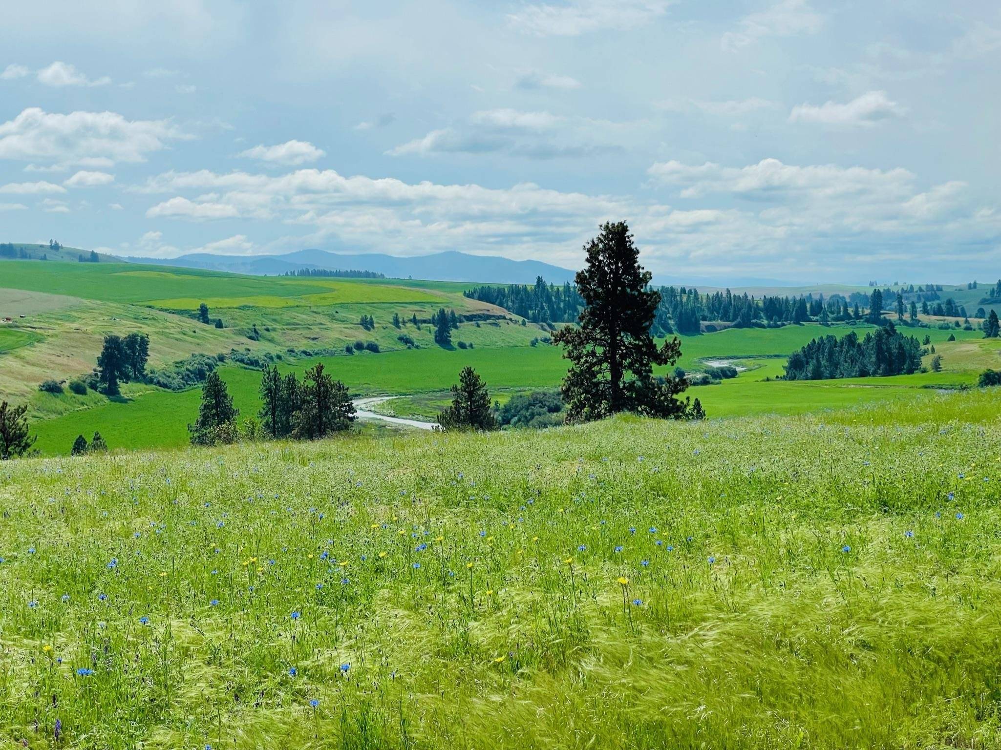 11900 Hays Rd #Lot A - Parcel 9030, Spangle, WA 99031