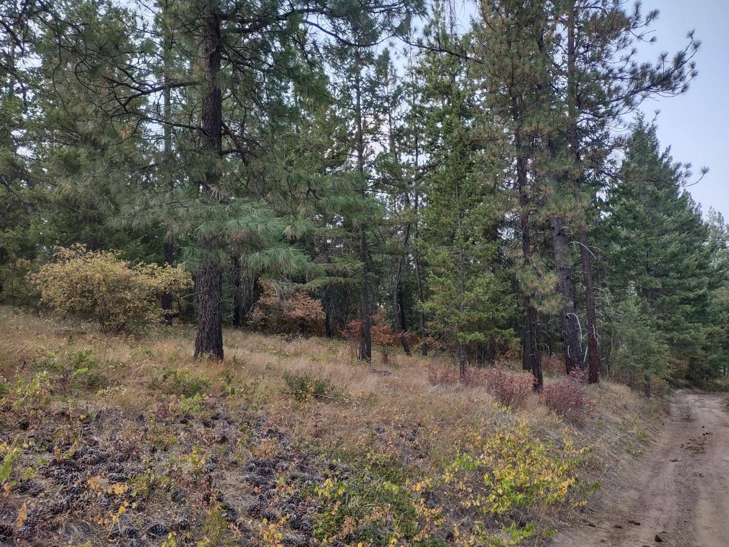 XX Lodgepole Ln, Elk, WA 99009
