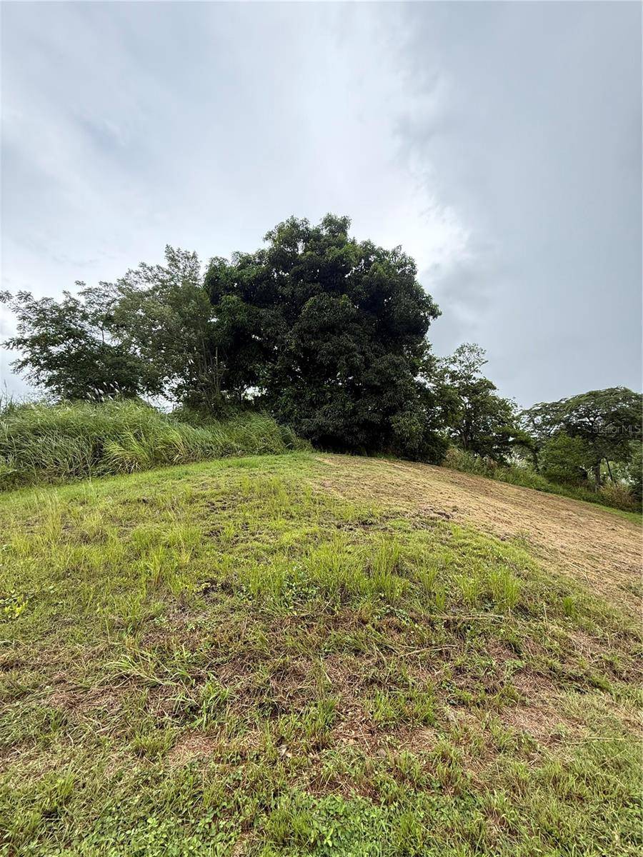 ROUTE 159, Corozal, PR 00783