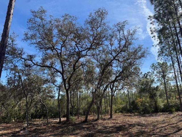 11901 NE 150TH AVE RD, Fort Mc Coy, FL 32134