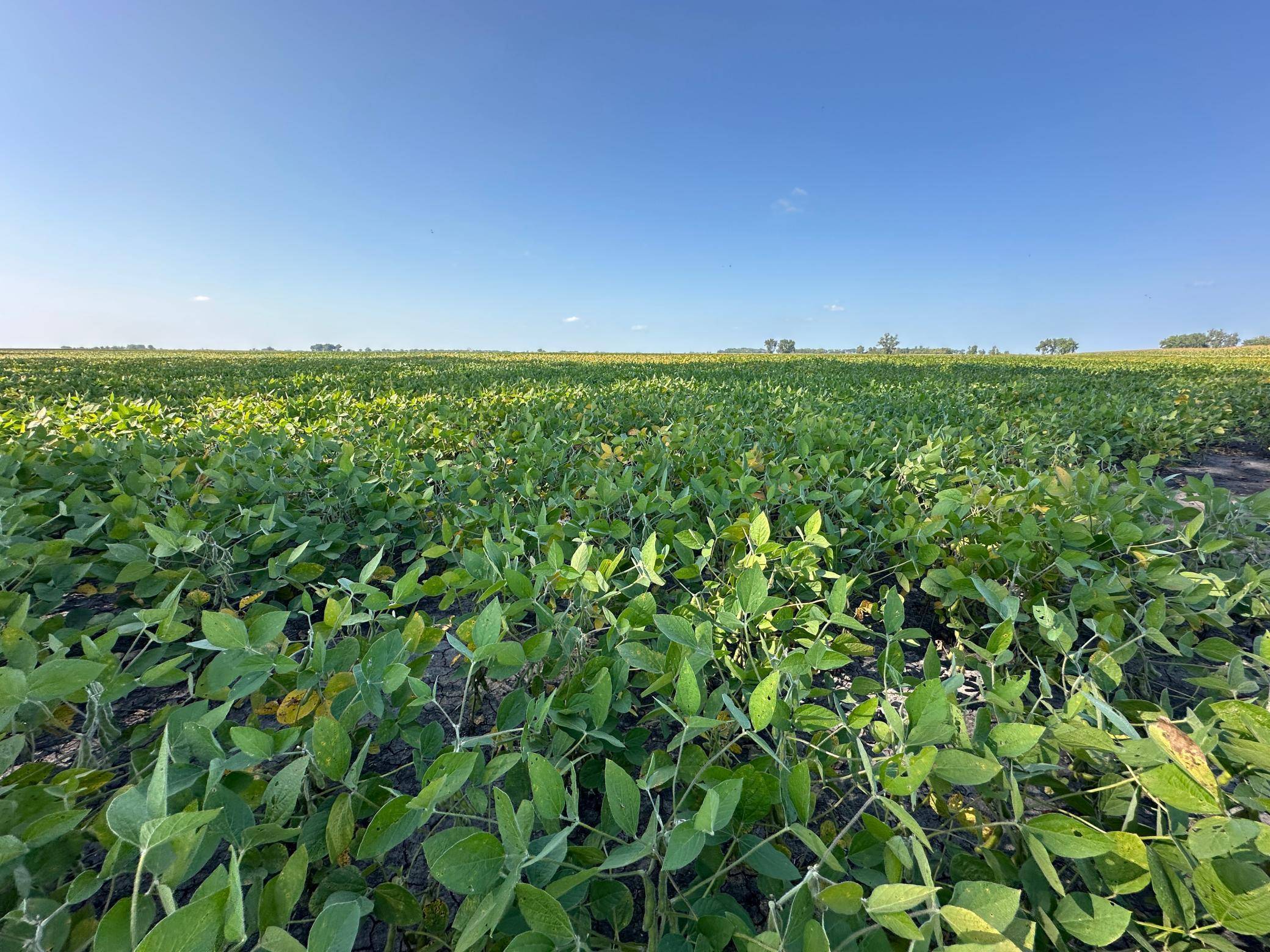 TBD County 8, Campbell, MN 56522