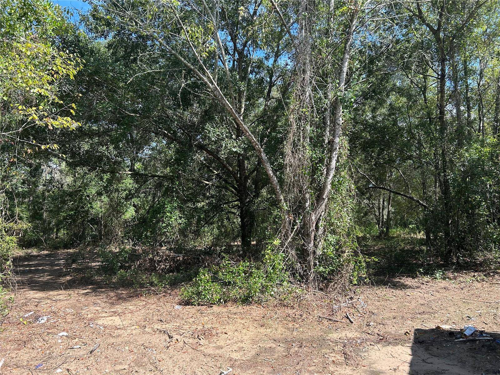 1631 NE 123RD TER, Williston, FL 32696