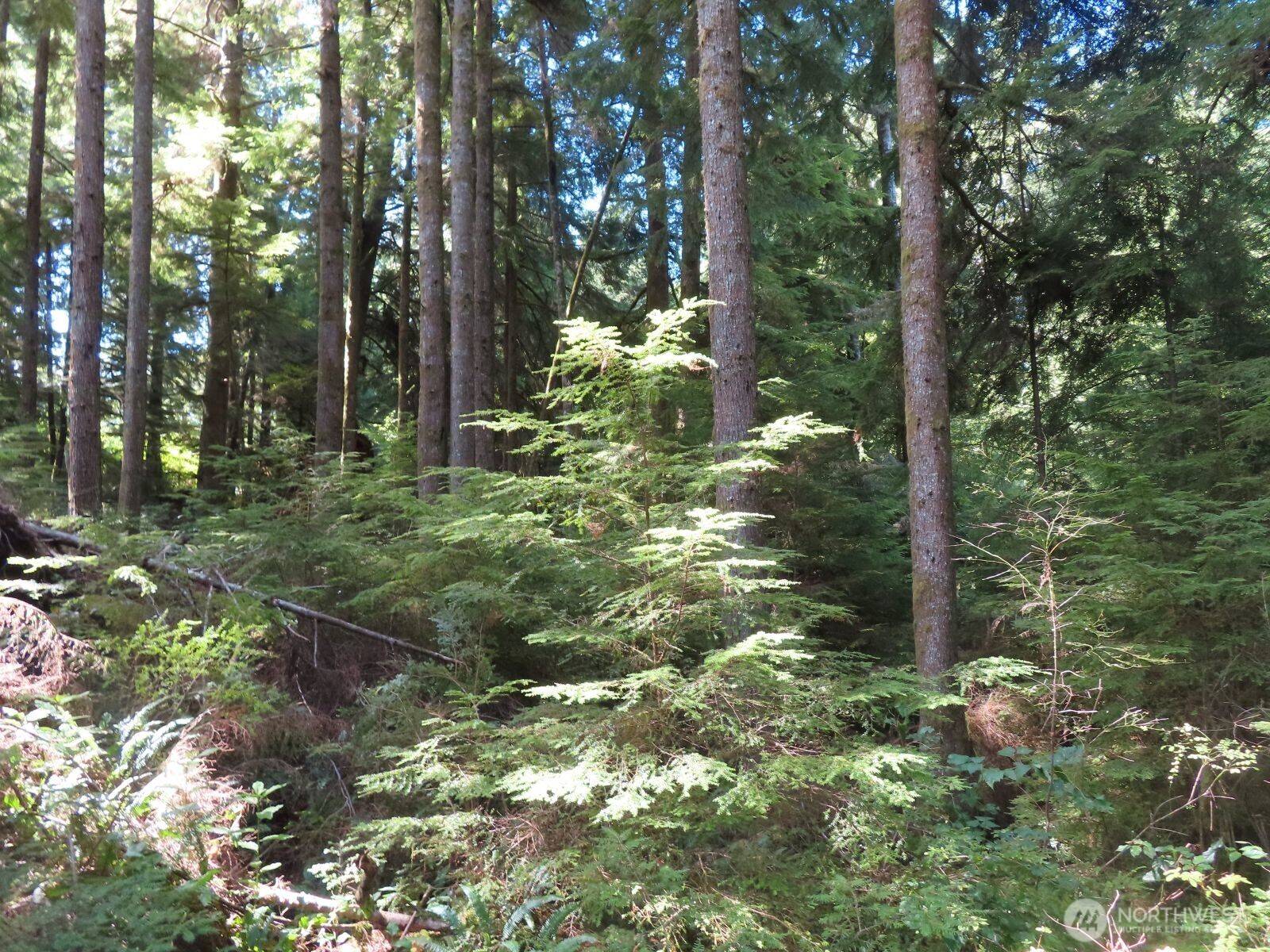 0 XXX State Route 101, South Bend, WA 98586