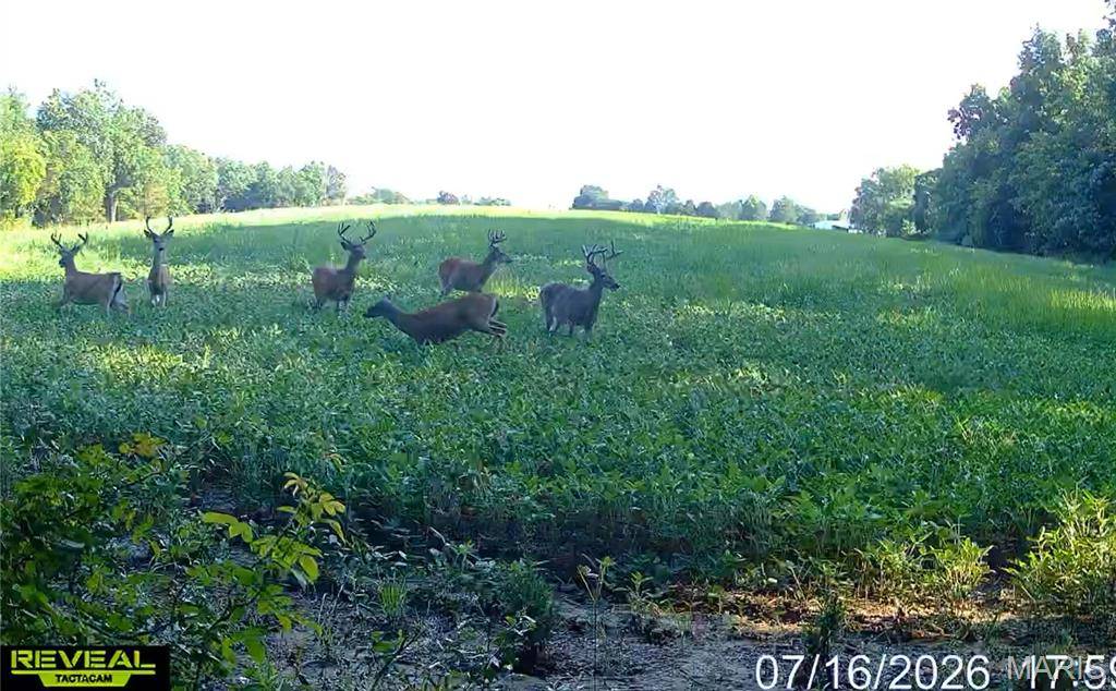920 S Poplar Camp RD, Makanda, IL 62958