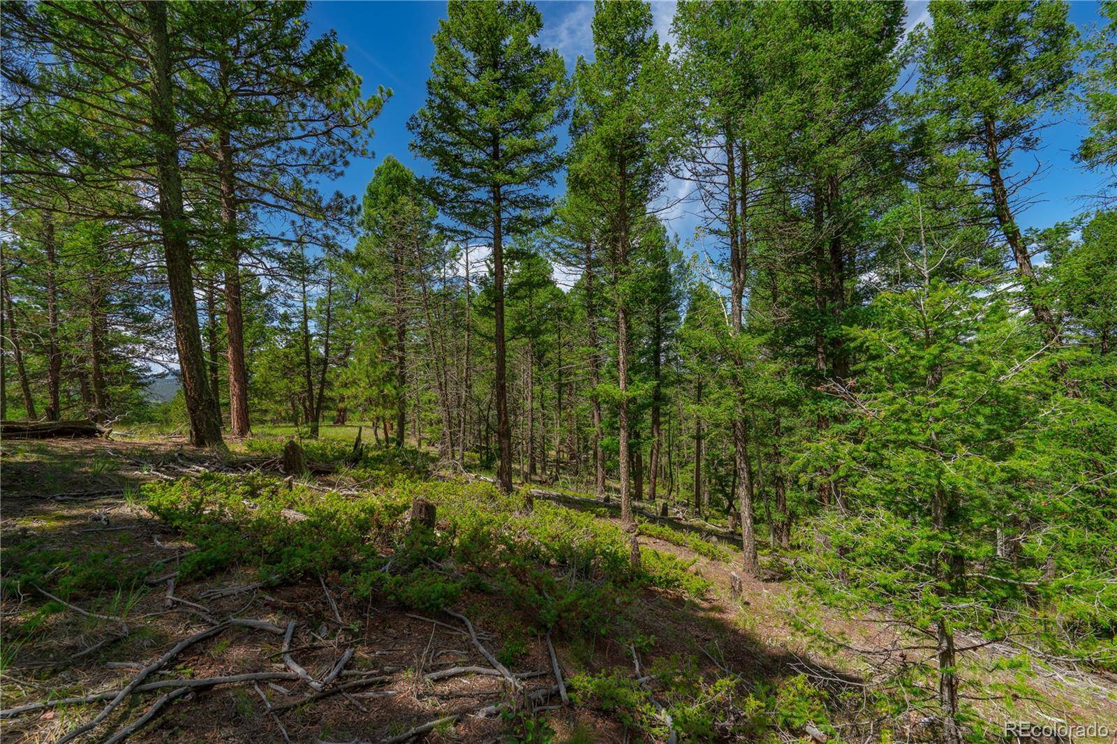 384 Insmont LN, Florissant, CO 80816