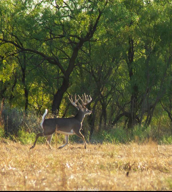 4538 County Road 463, Rule, TX 79547